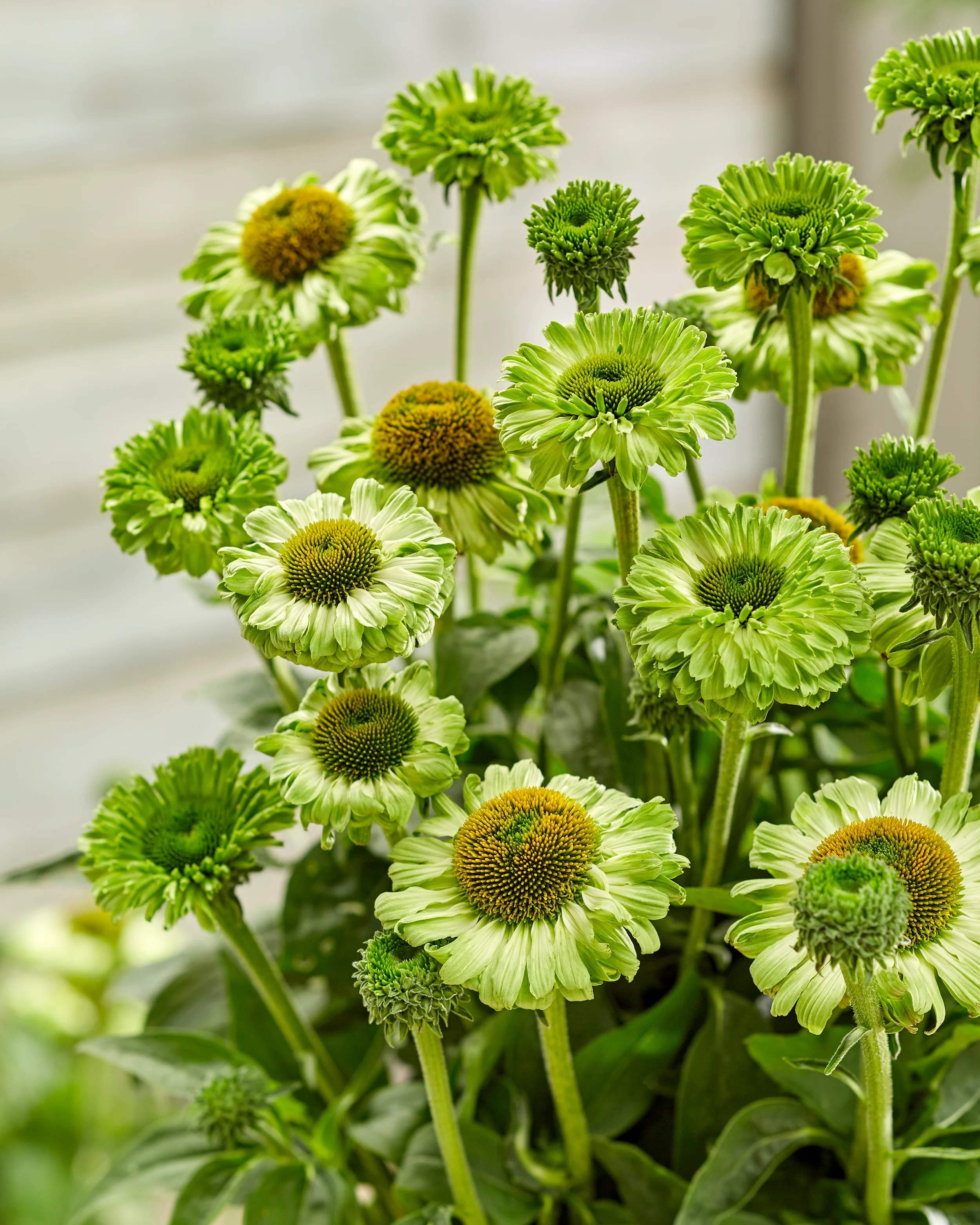 Echinacea 'Sunseekers Apple Green' - Image 2