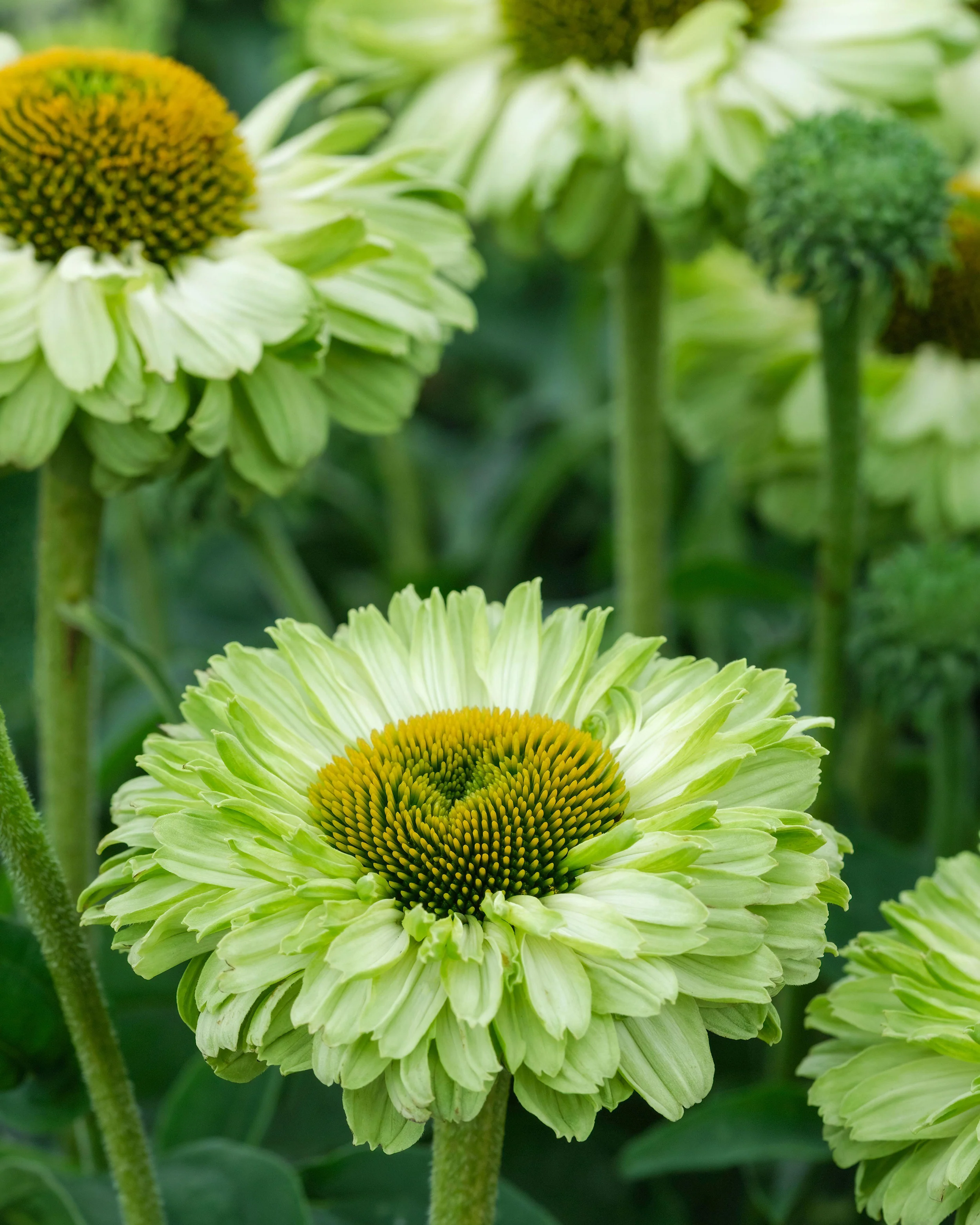 Echinacea 'Sunseekers Apple Green' - Image 3