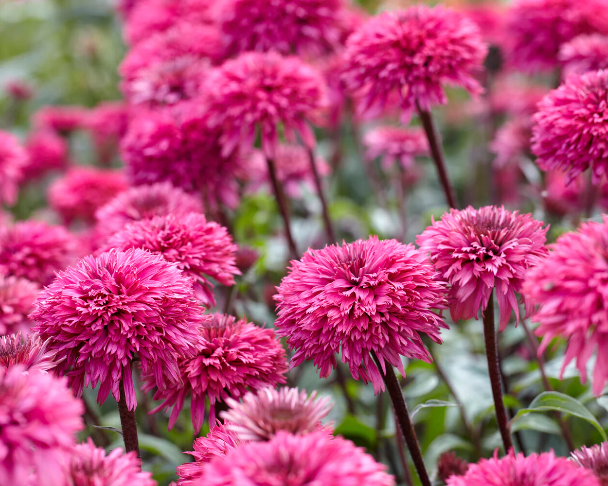 Echinacea 'Blackberry Truffle' - Image 2