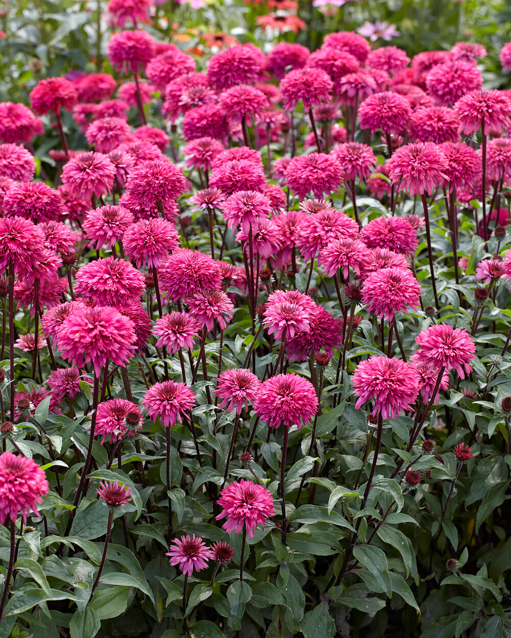 Echinacea 'Blackberry Truffle' - Image 3