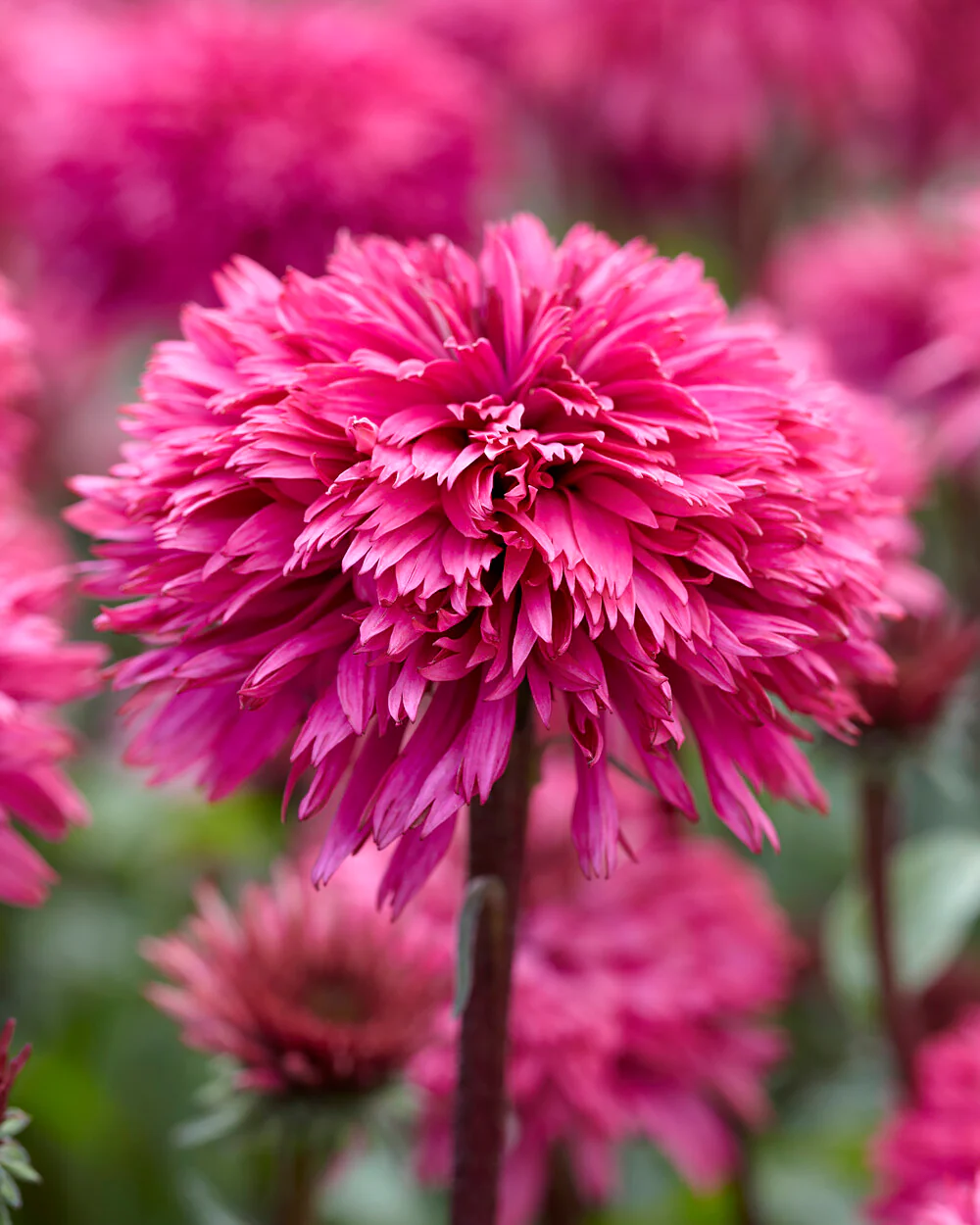 Echinacea 'Blackberry Truffle' - Image 5