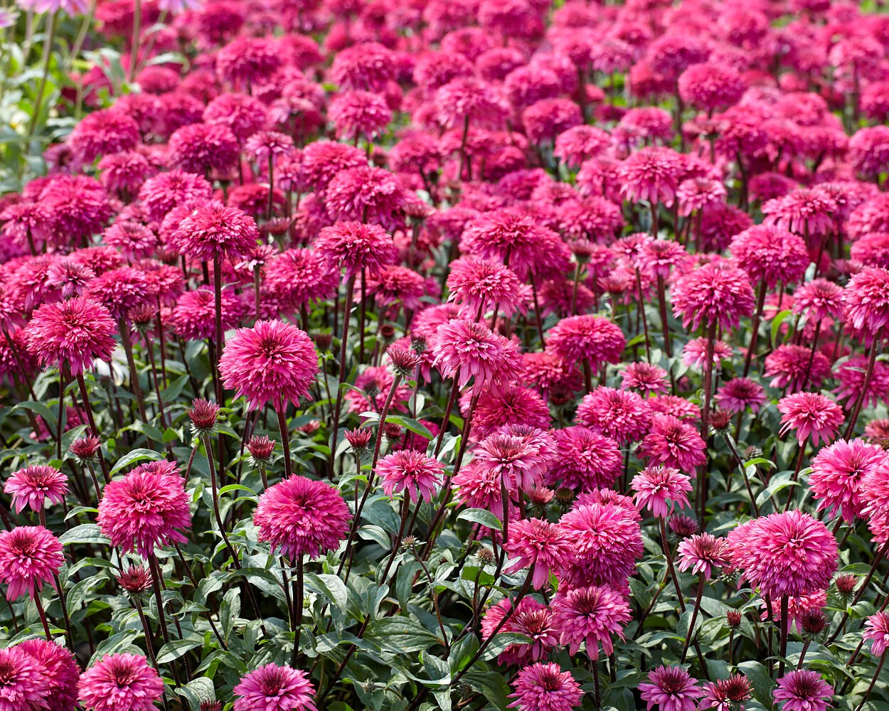 Echinacea 'Blackberry Truffle' - Image 6