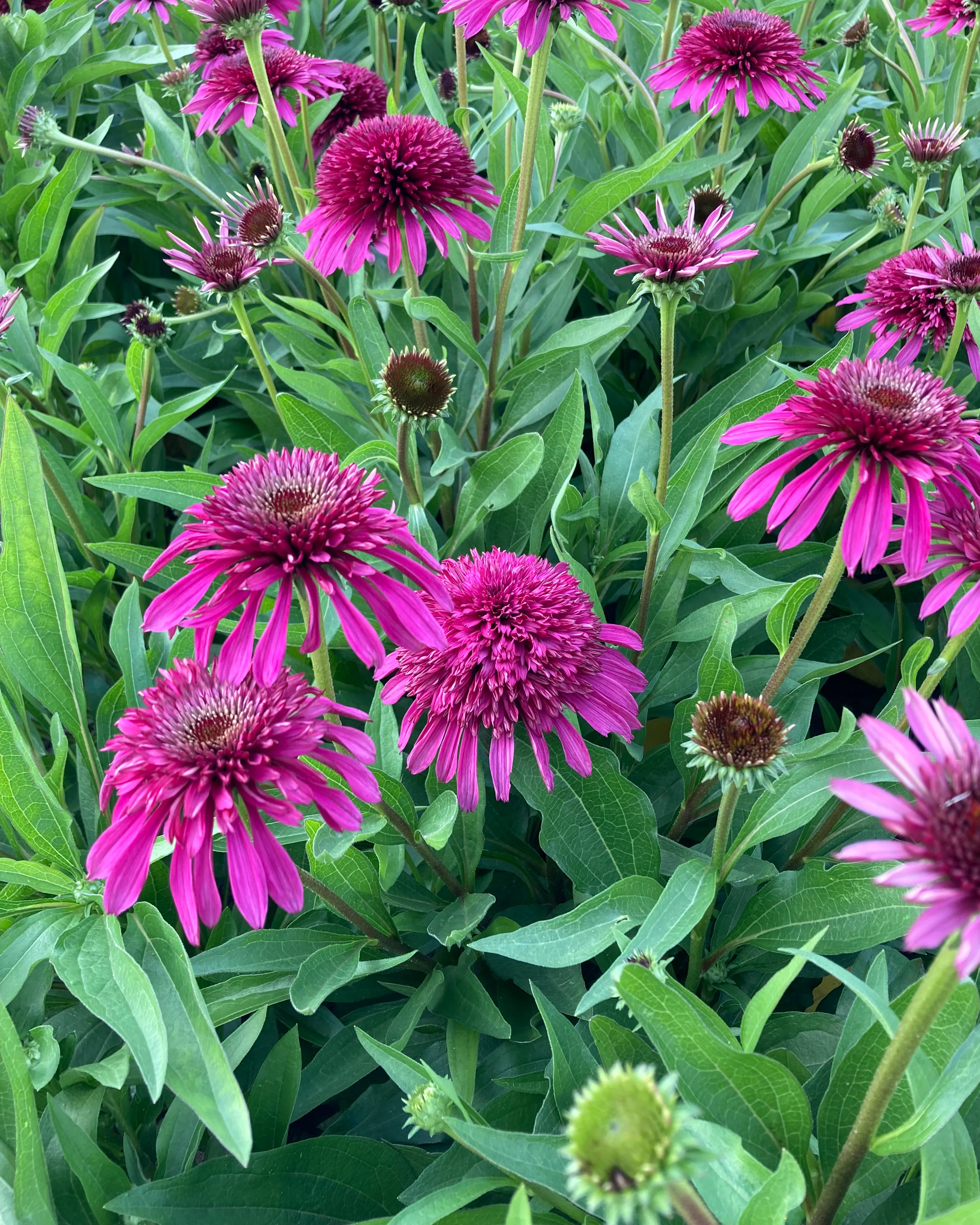 Echinacea 'Blueberry Cheesecake' - Image 2