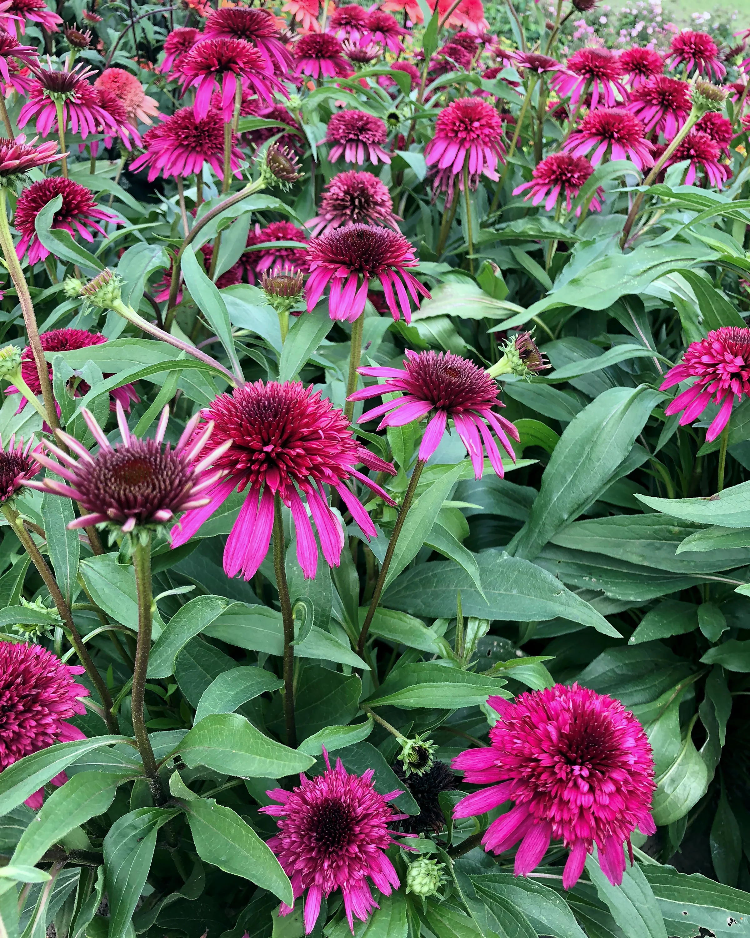 Echinacea 'Blueberry Cheesecake' - Image 4