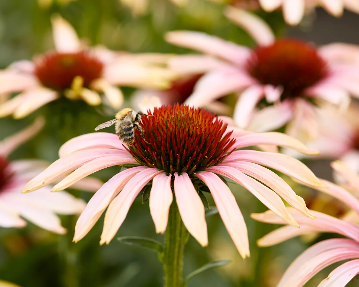 Echinacea 'Blushing Meadow Mama' - Image 3