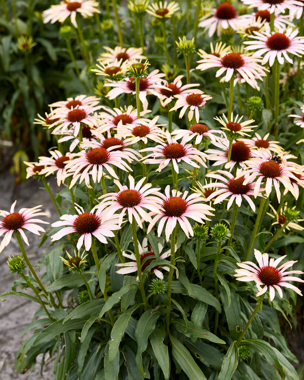 Echinacea 'Blushing Meadow Mama' - Image 5