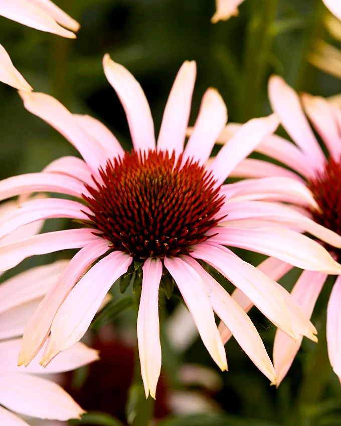 Echinacea 'Blushing Meadow Mama' - Image 6