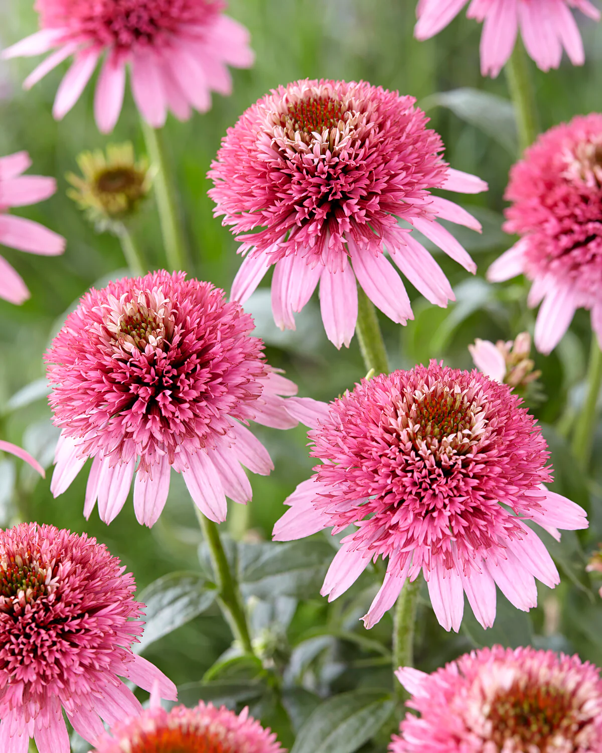 Echinacea 'Butterfly Kisses' - Image 2