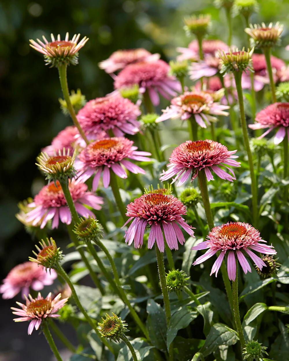Echinacea 'Butterfly Kisses' - Image 4