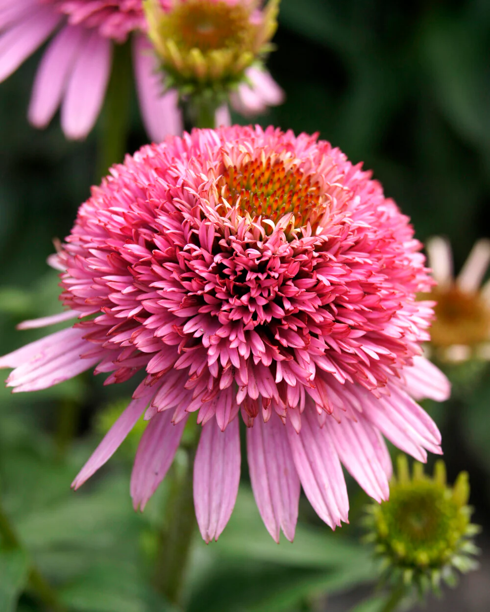 Echinacea 'Butterfly Kisses' - Image 6