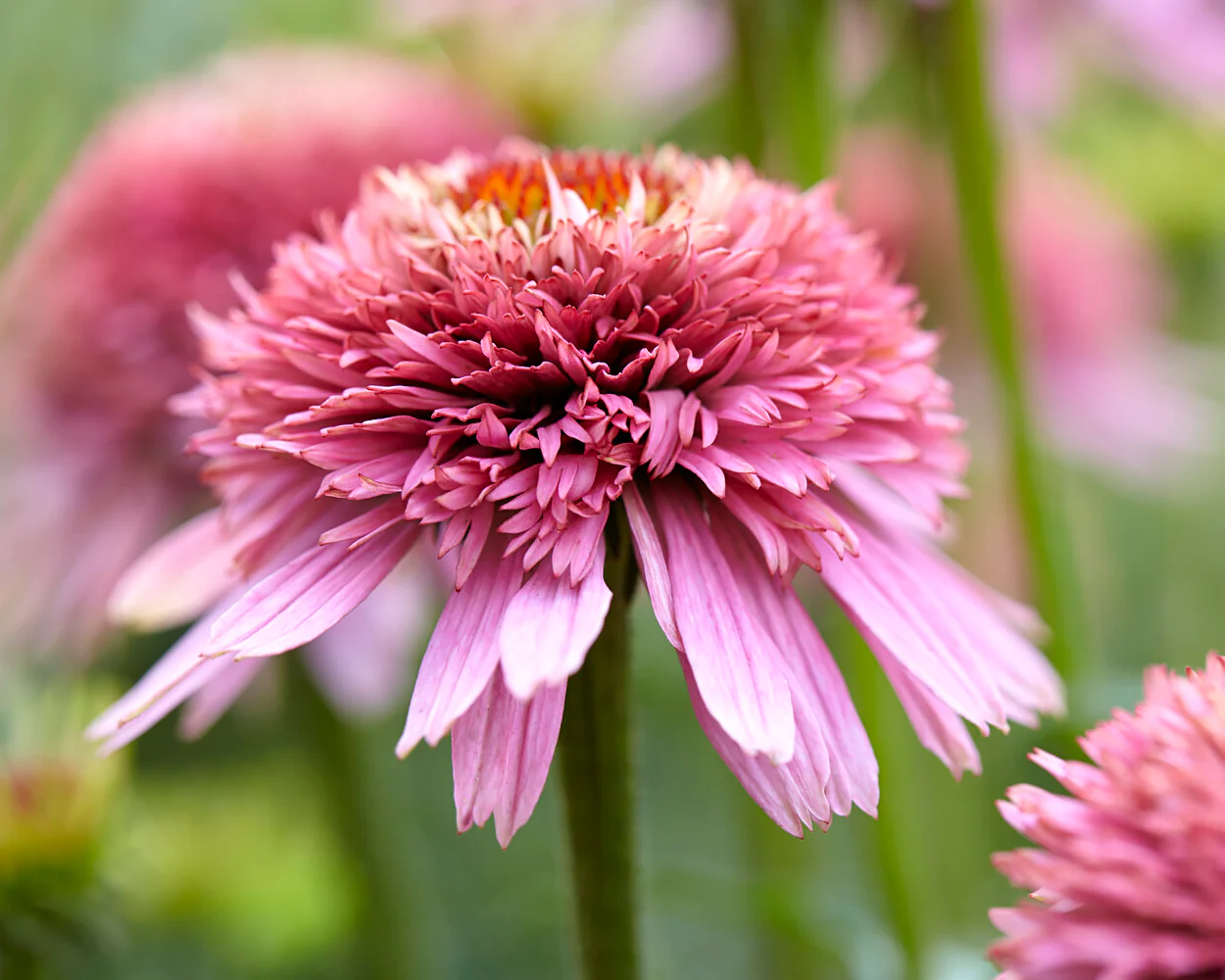 Echinacea 'Butterfly Kisses' - Image 7