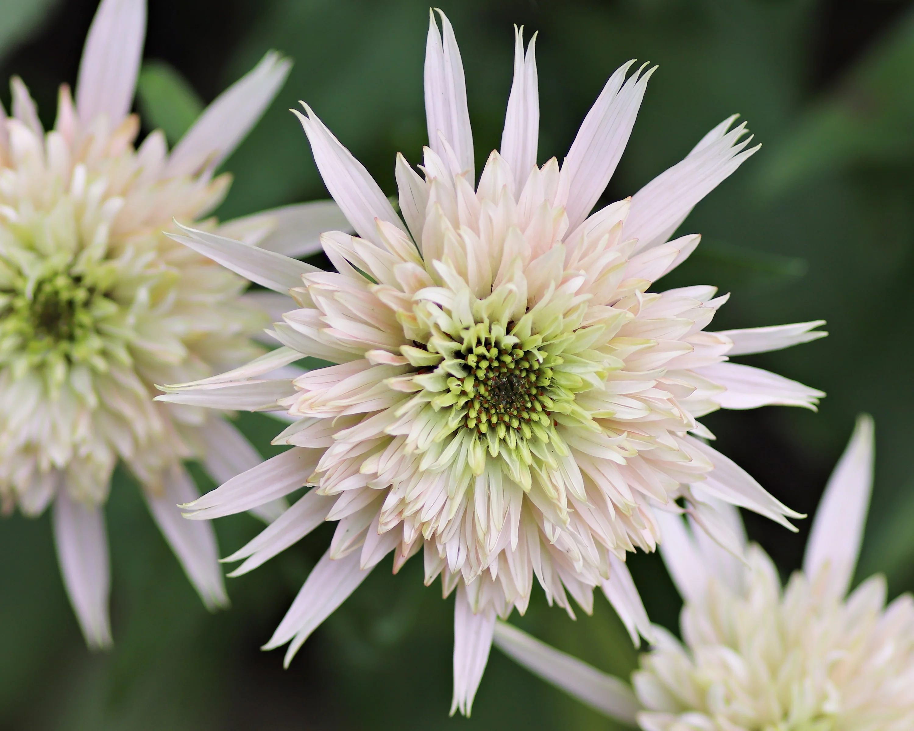 Echinacea 'Cherry Fluff' - Image 2