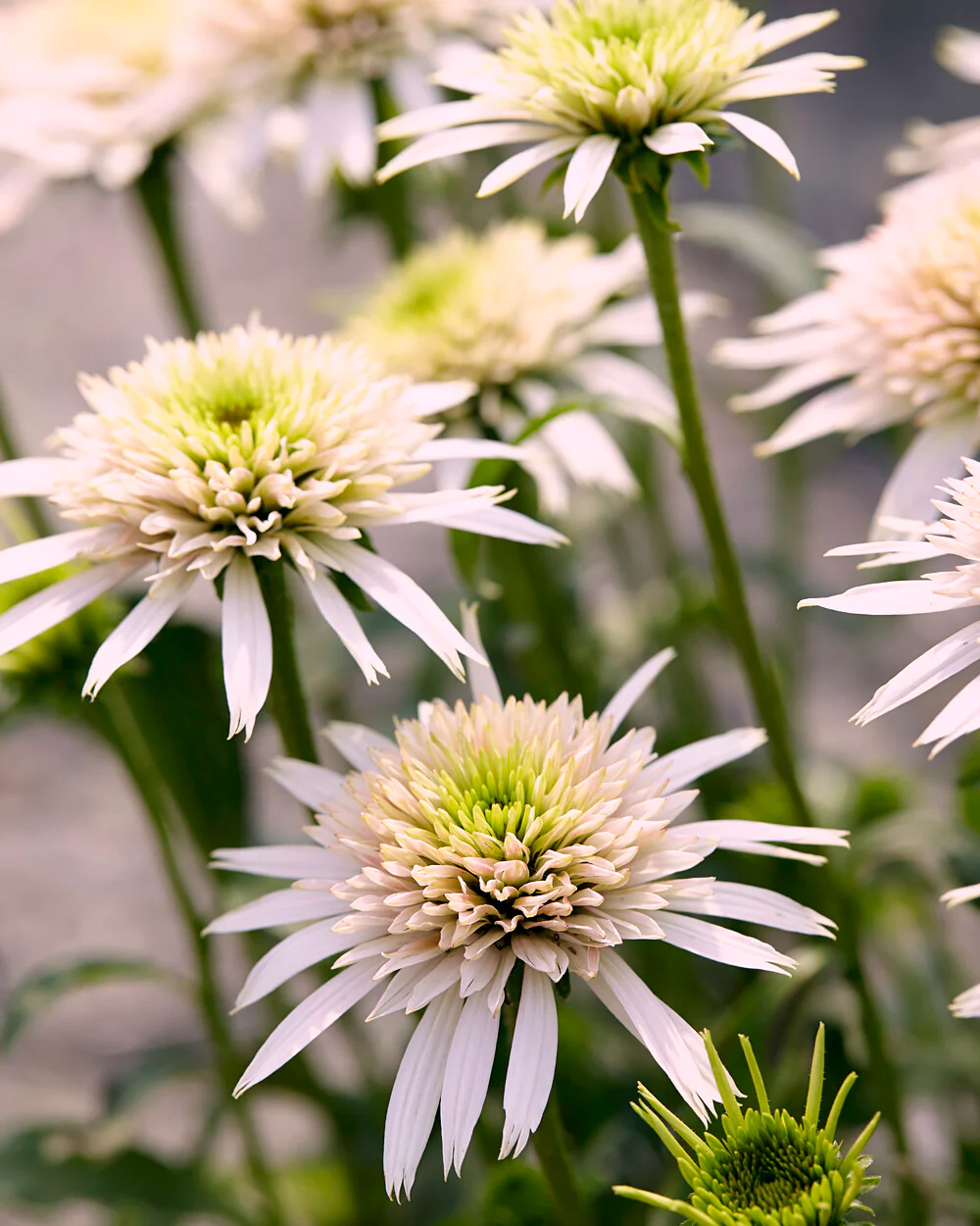 Echinacea 'Cherry Fluff' - Image 4