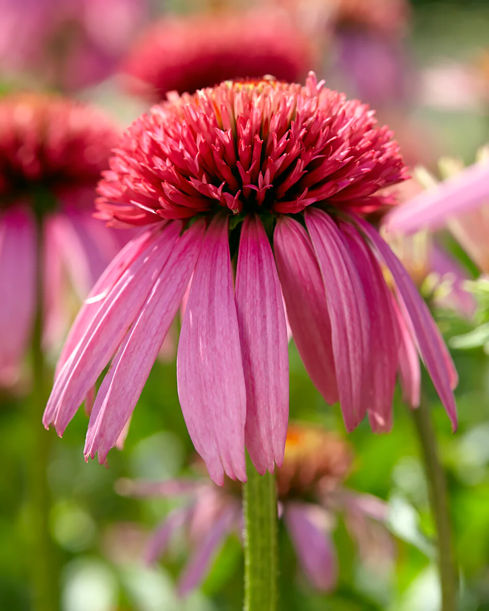 Echinacea 'Double Scoop Bubblegum' - Image 2