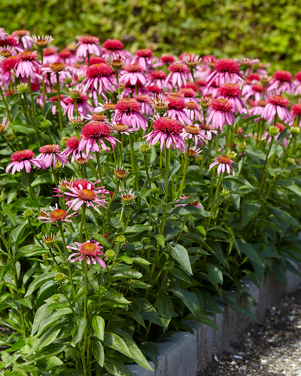 Echinacea 'Double Scoop Bubblegum' - Image 3
