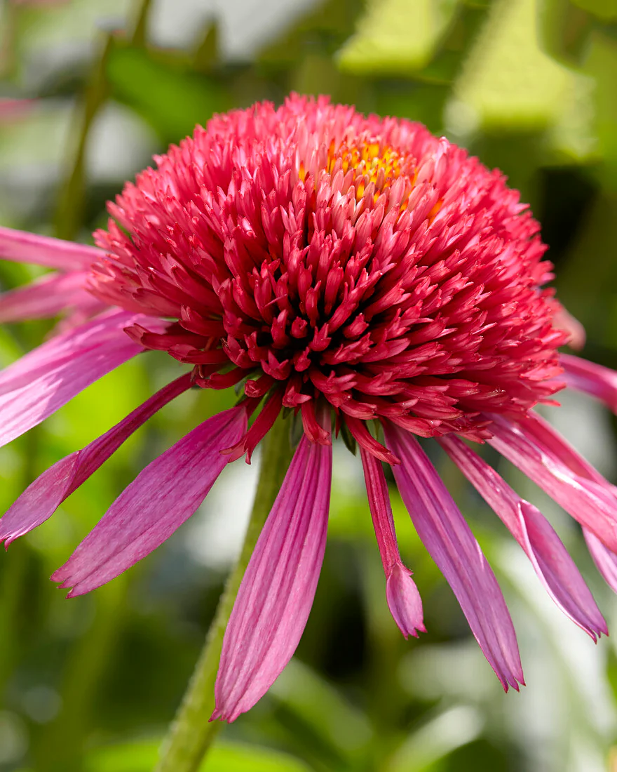Echinacea 'Double Scoop Bubblegum' - Image 4