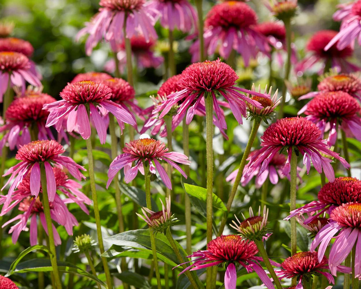 Echinacea 'Double Scoop Bubblegum' - Image 5