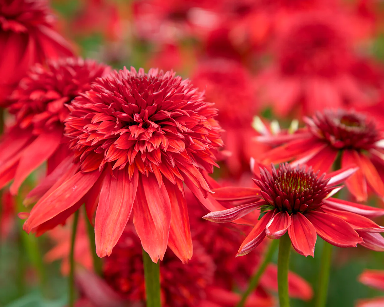 Echinacea 'Eccentric' - Image 2