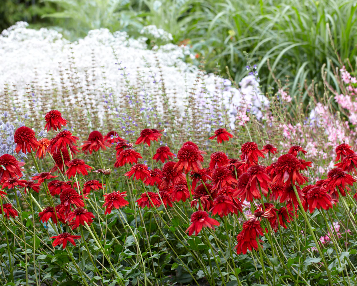 Echinacea 'Eccentric' - Image 3