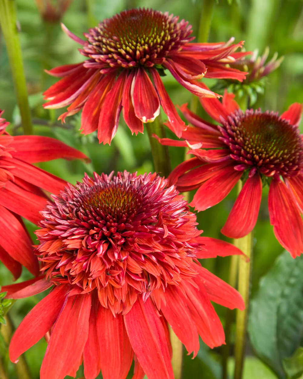 Echinacea 'Eccentric' - Image 6