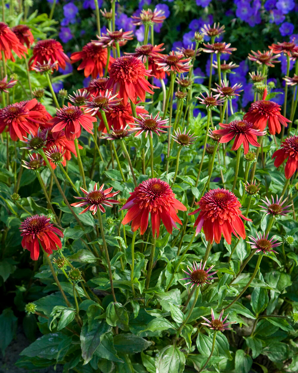 Echinacea 'Eccentric' - Image 7