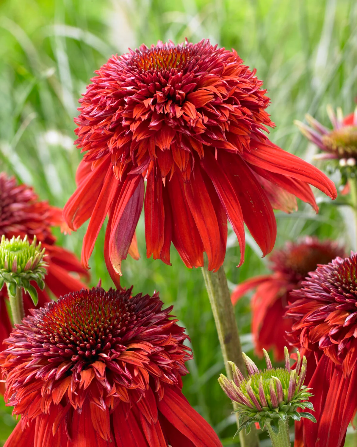 Echinacea 'Eccentric' - Image 8