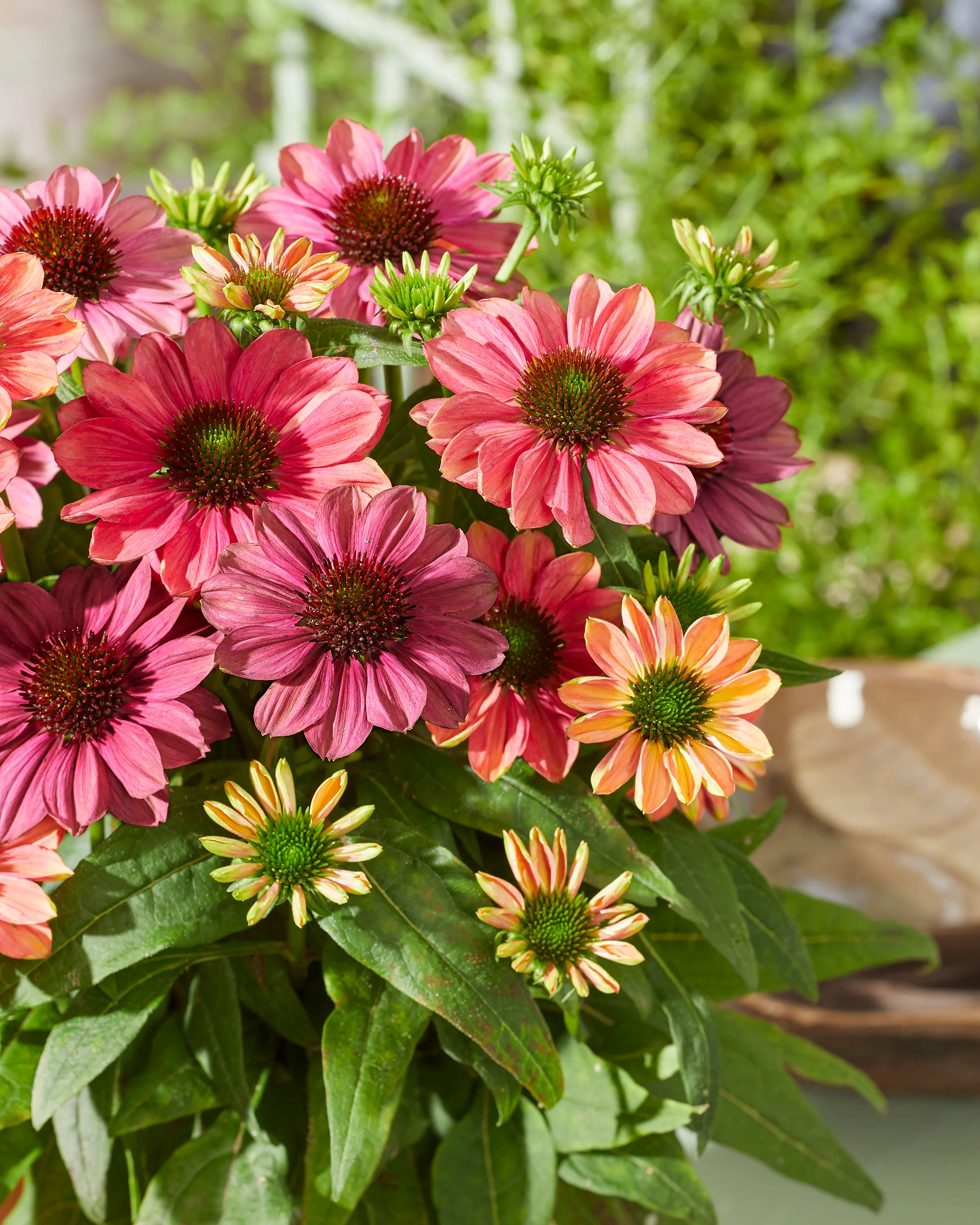 Echinacea 'Evolution Colorific' - Image 2