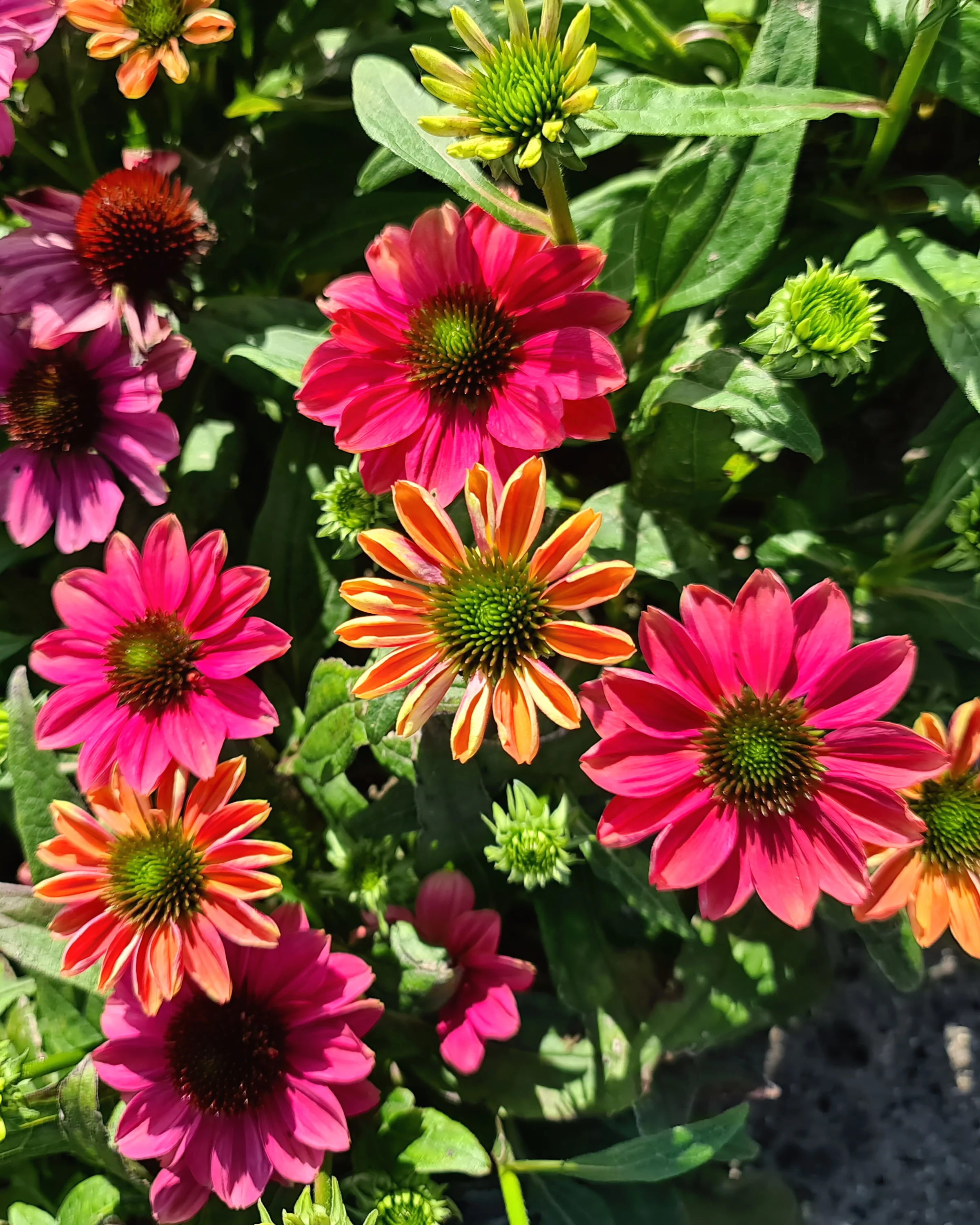 Echinacea 'Evolution Colorific' - Image 6