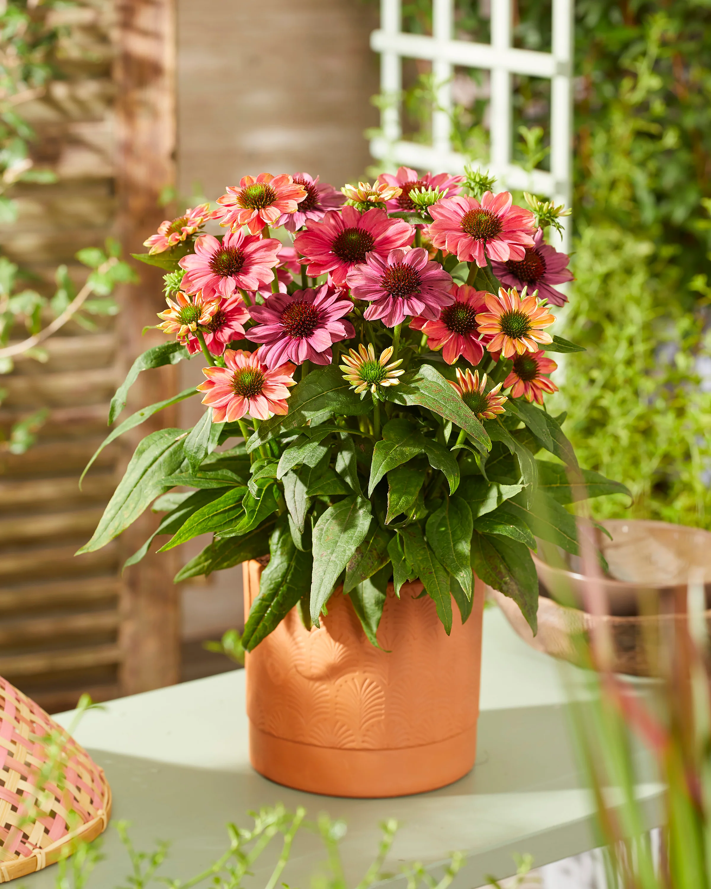 Echinacea 'Evolution Colorific' - Image 8