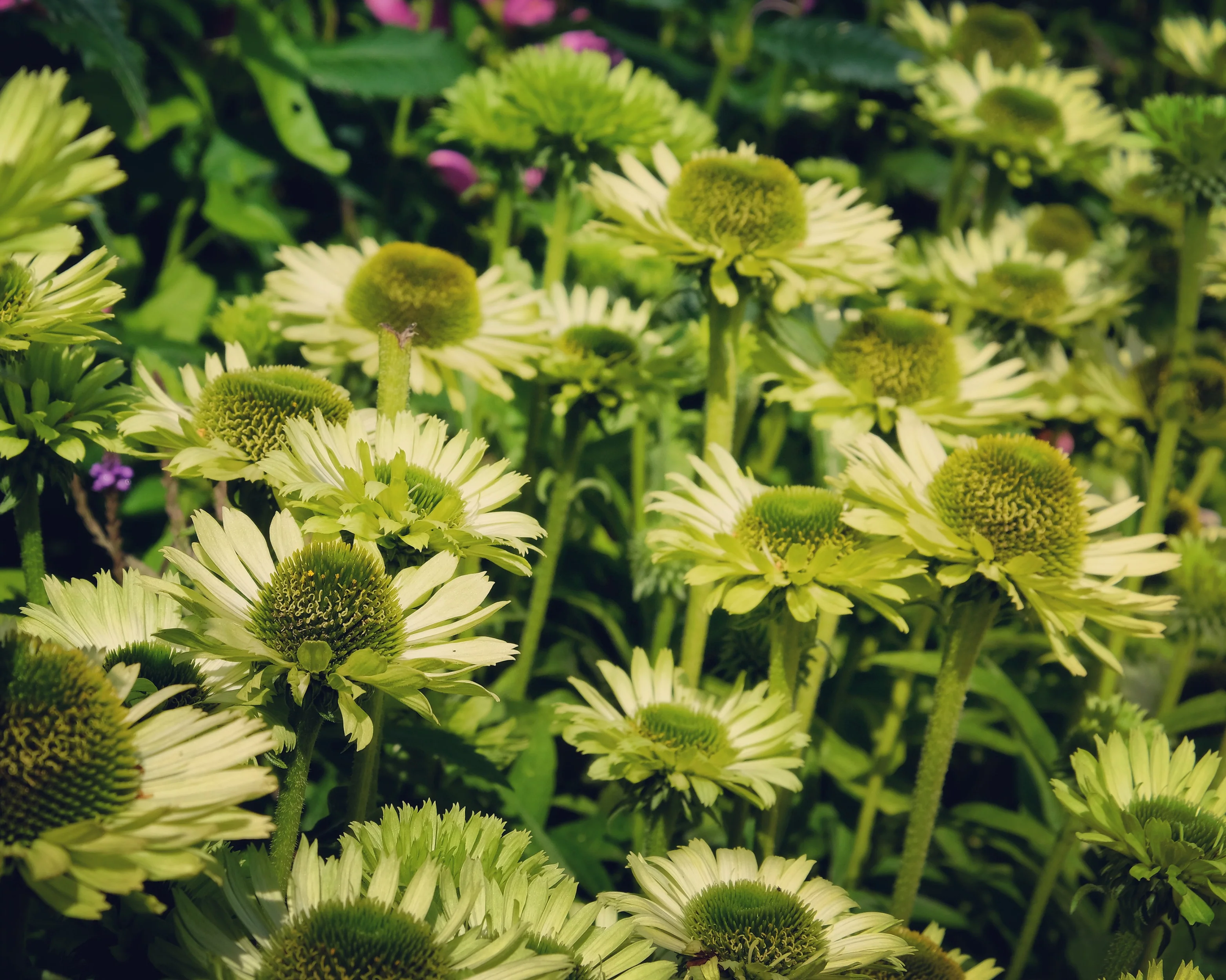 Echinacea 'Green Jewel' - Image 4