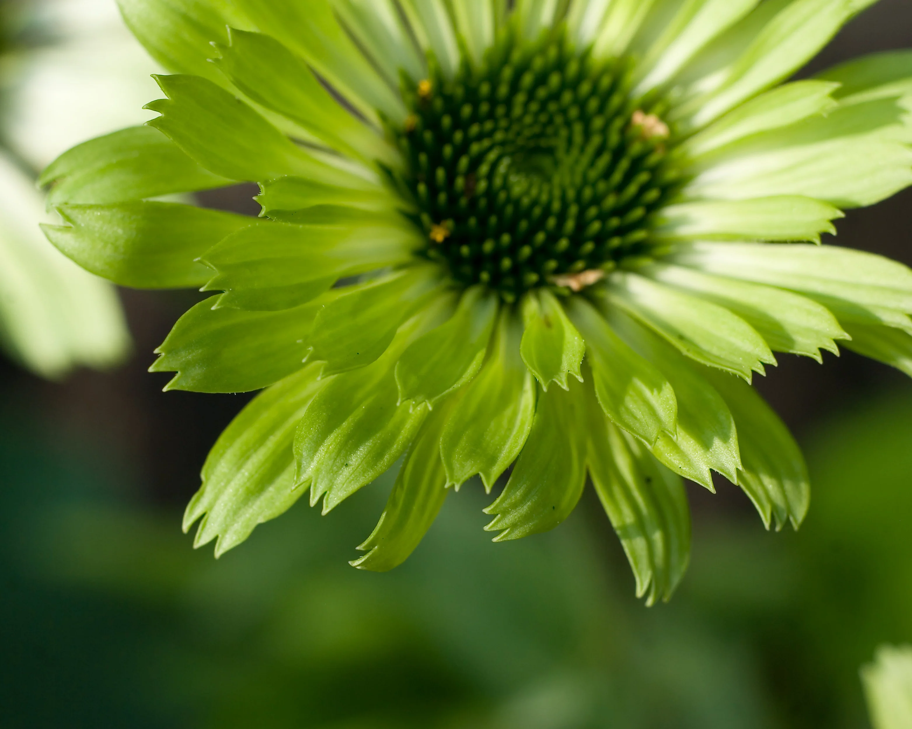 Echinacea 'Green Jewel' - Image 5