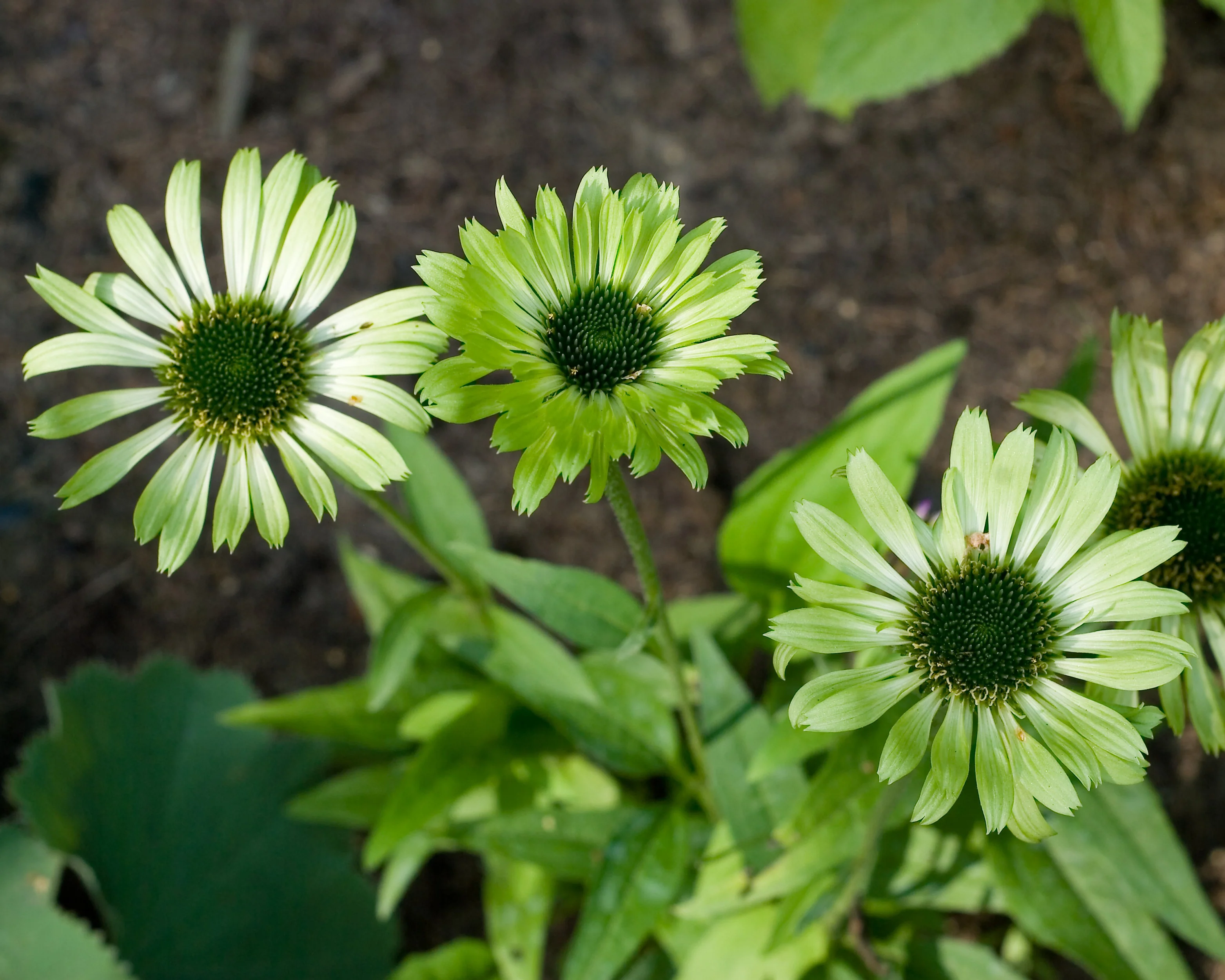 Echinacea 'Green Jewel' - Image 8