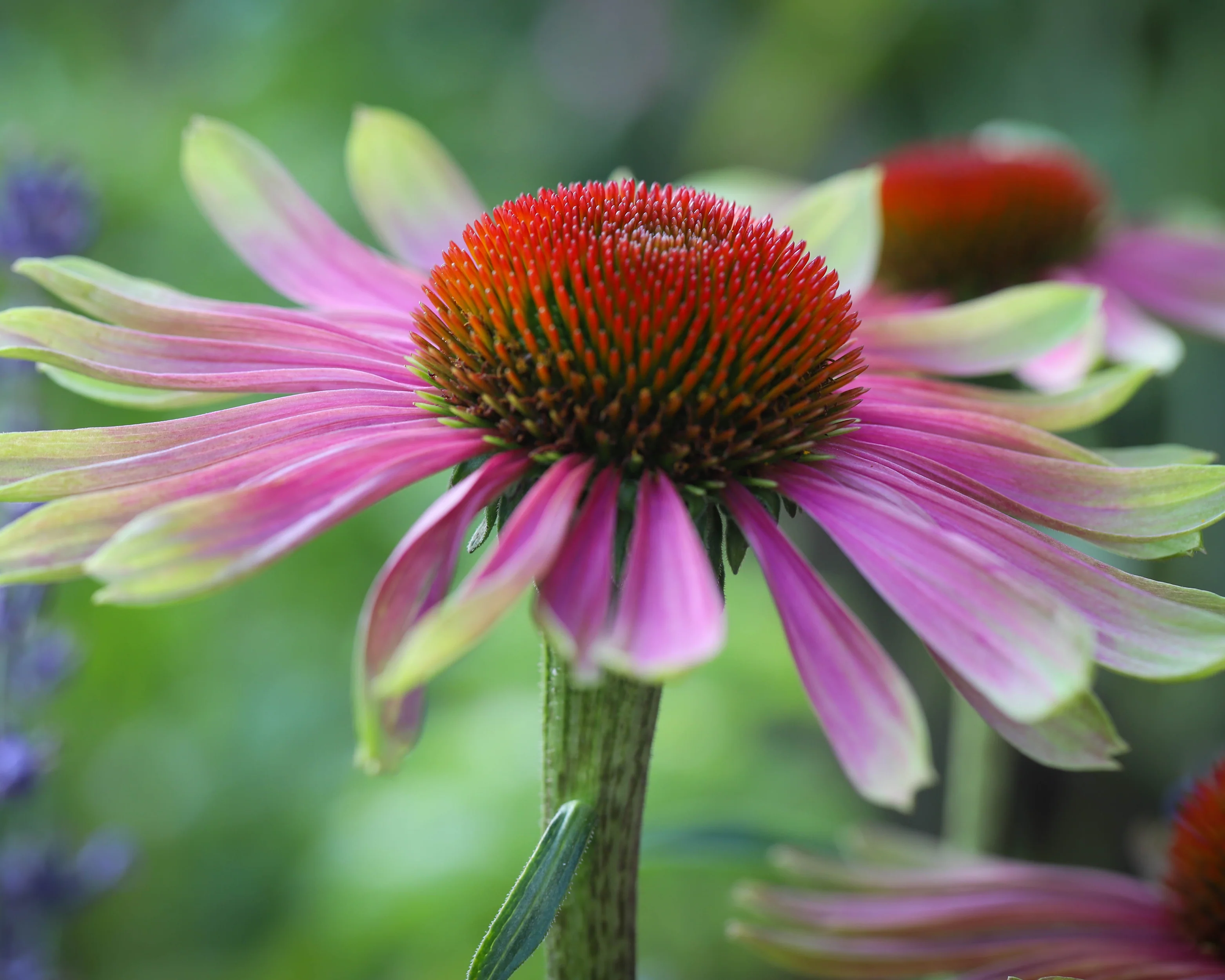 Echinacea 'Green Twister' - Image 2
