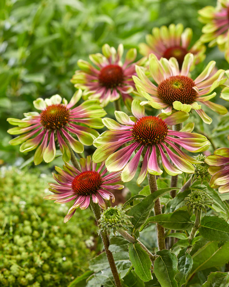 Echinacea 'Green Twister' - Image 6