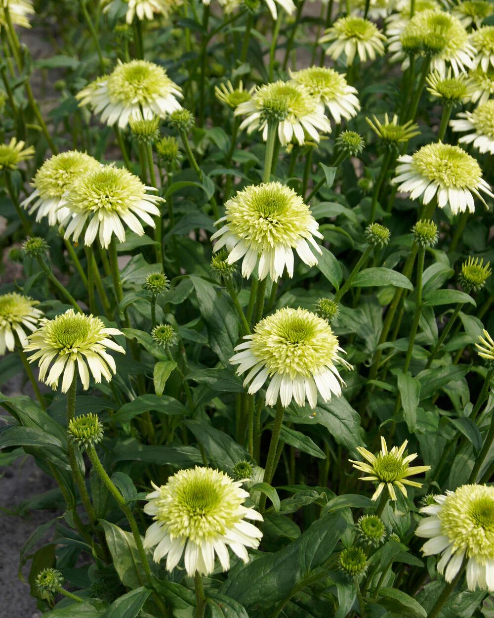 Echinacea 'Honeydew' - Image 2