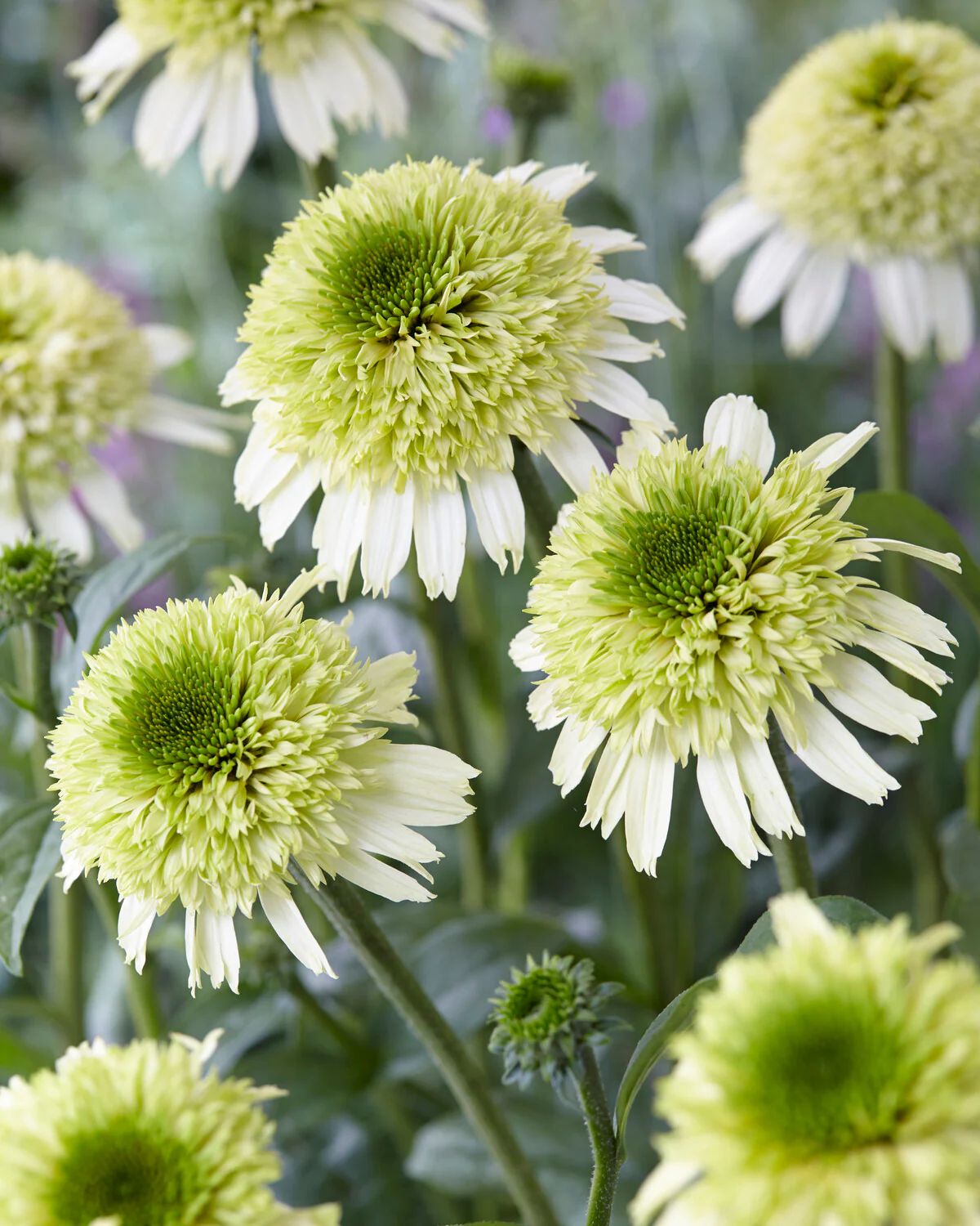 Echinacea 'Honeydew' - Image 3