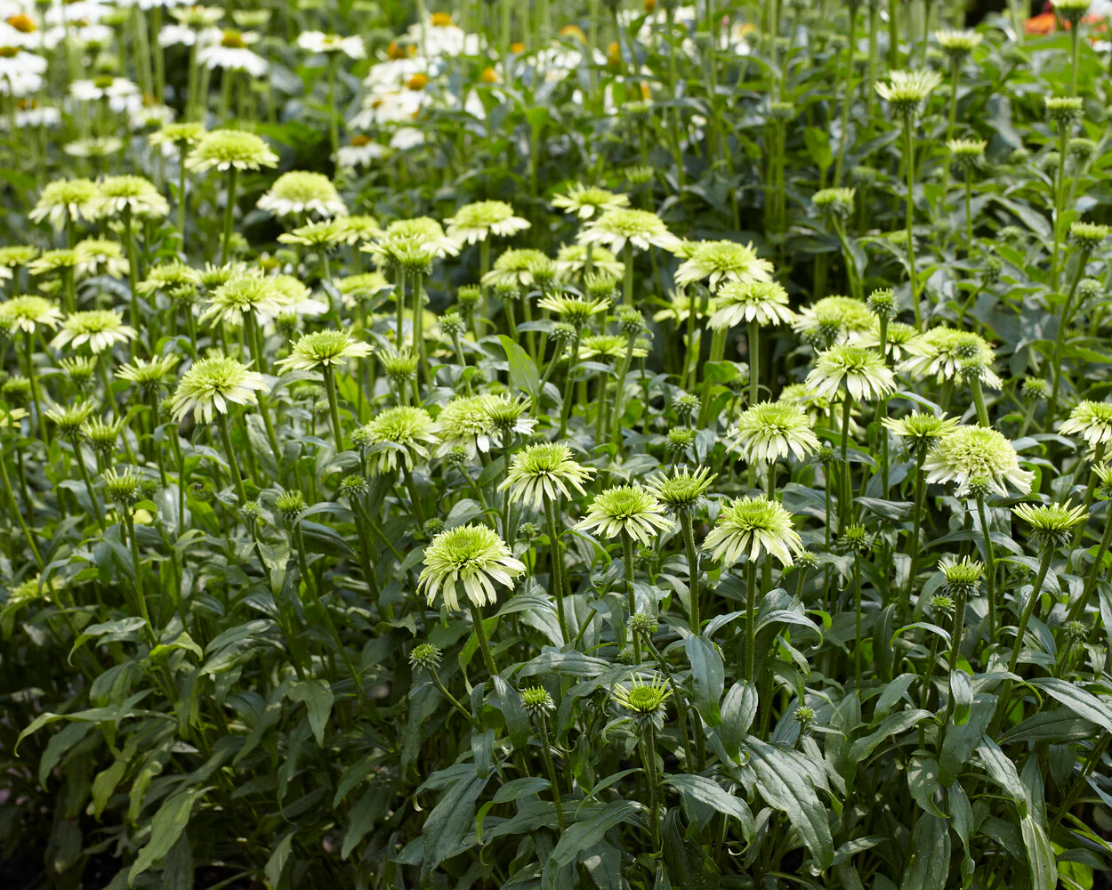 Echinacea 'Honeydew' - Image 4
