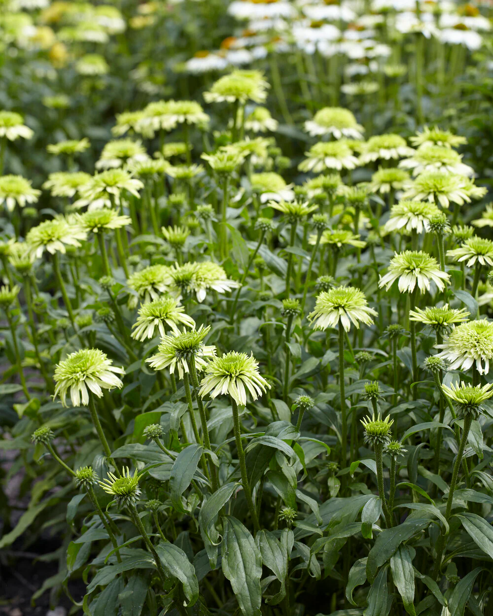 Echinacea 'Honeydew' - Image 6