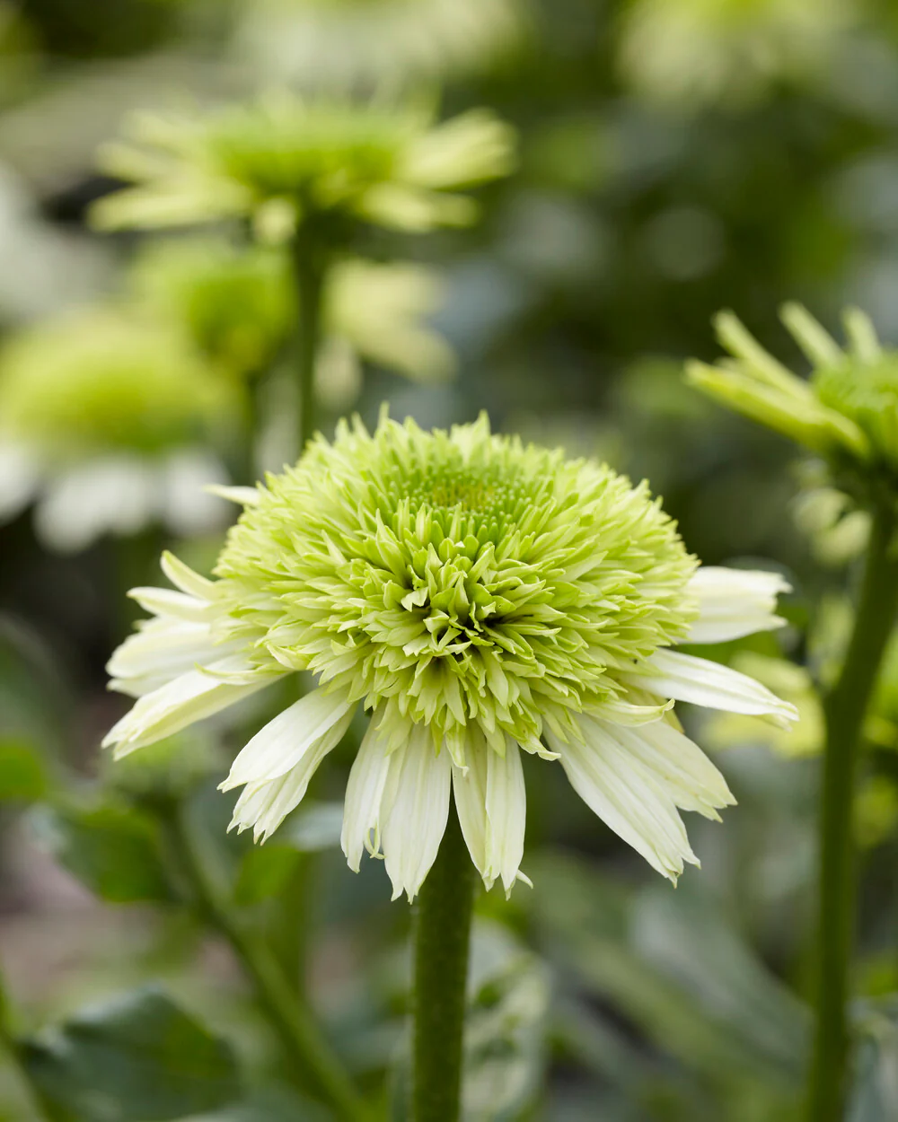Echinacea 'Honeydew' - Image 7