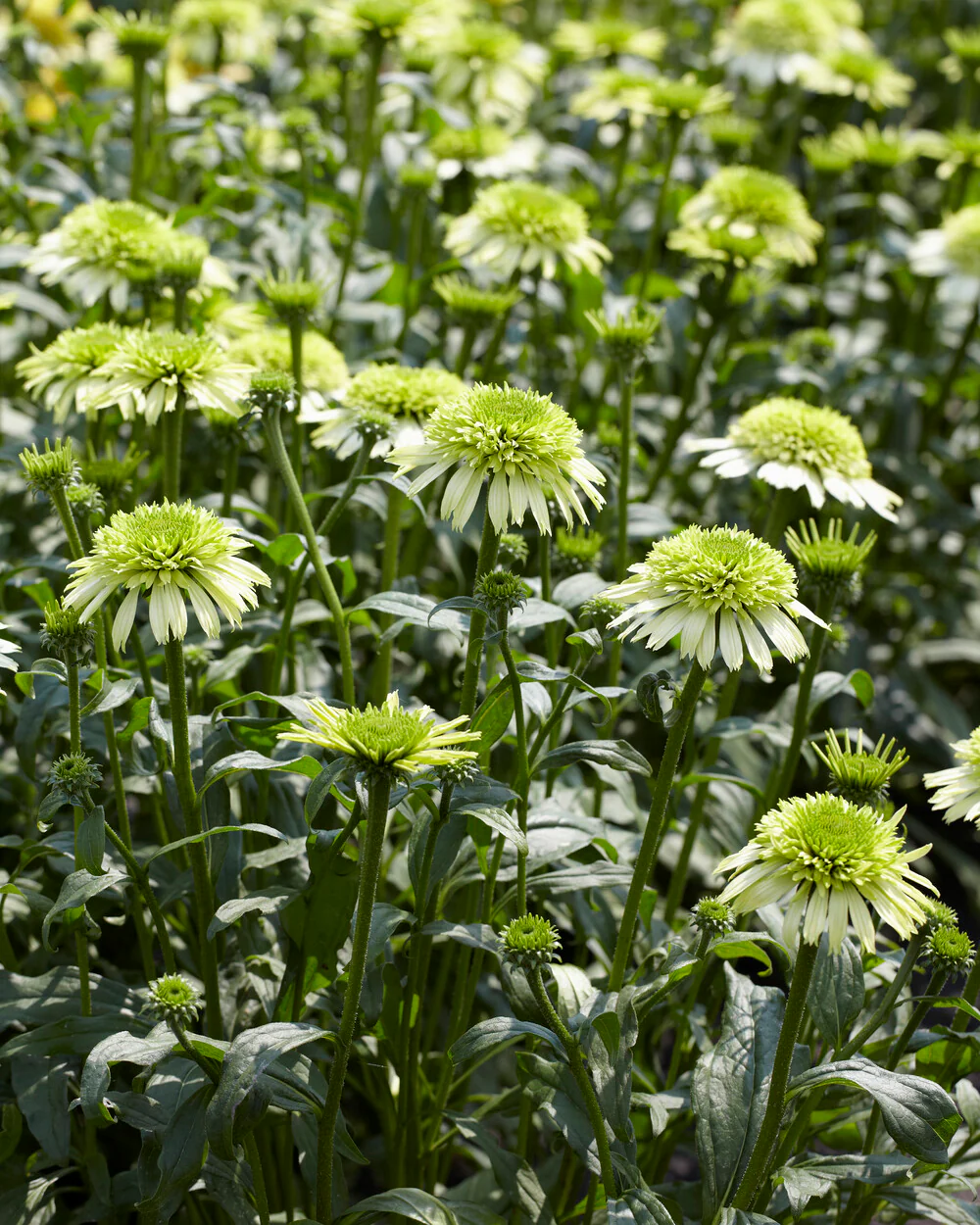 Echinacea 'Honeydew' - Image 8