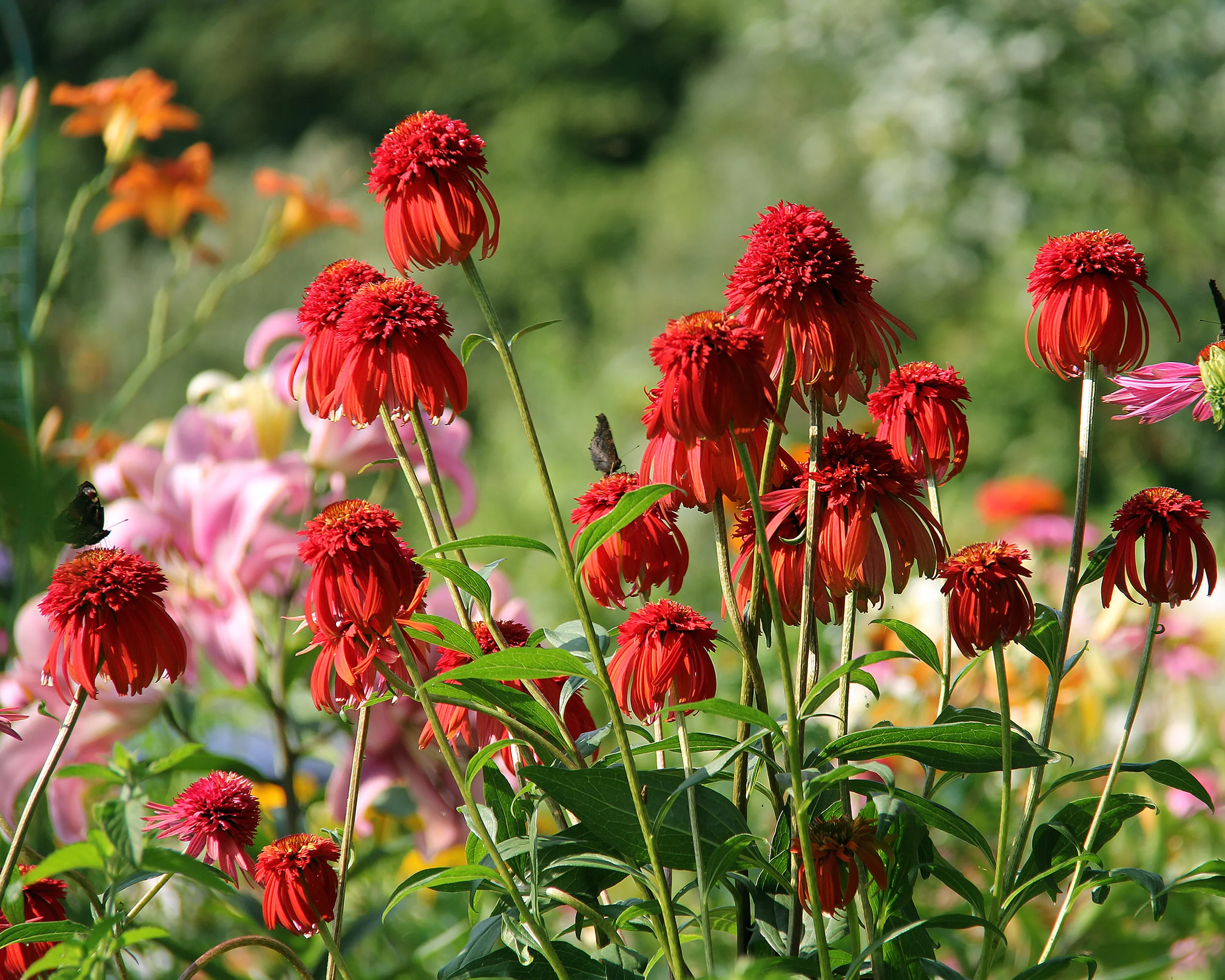 Echinacea 'Hot Papaya' - Image 4