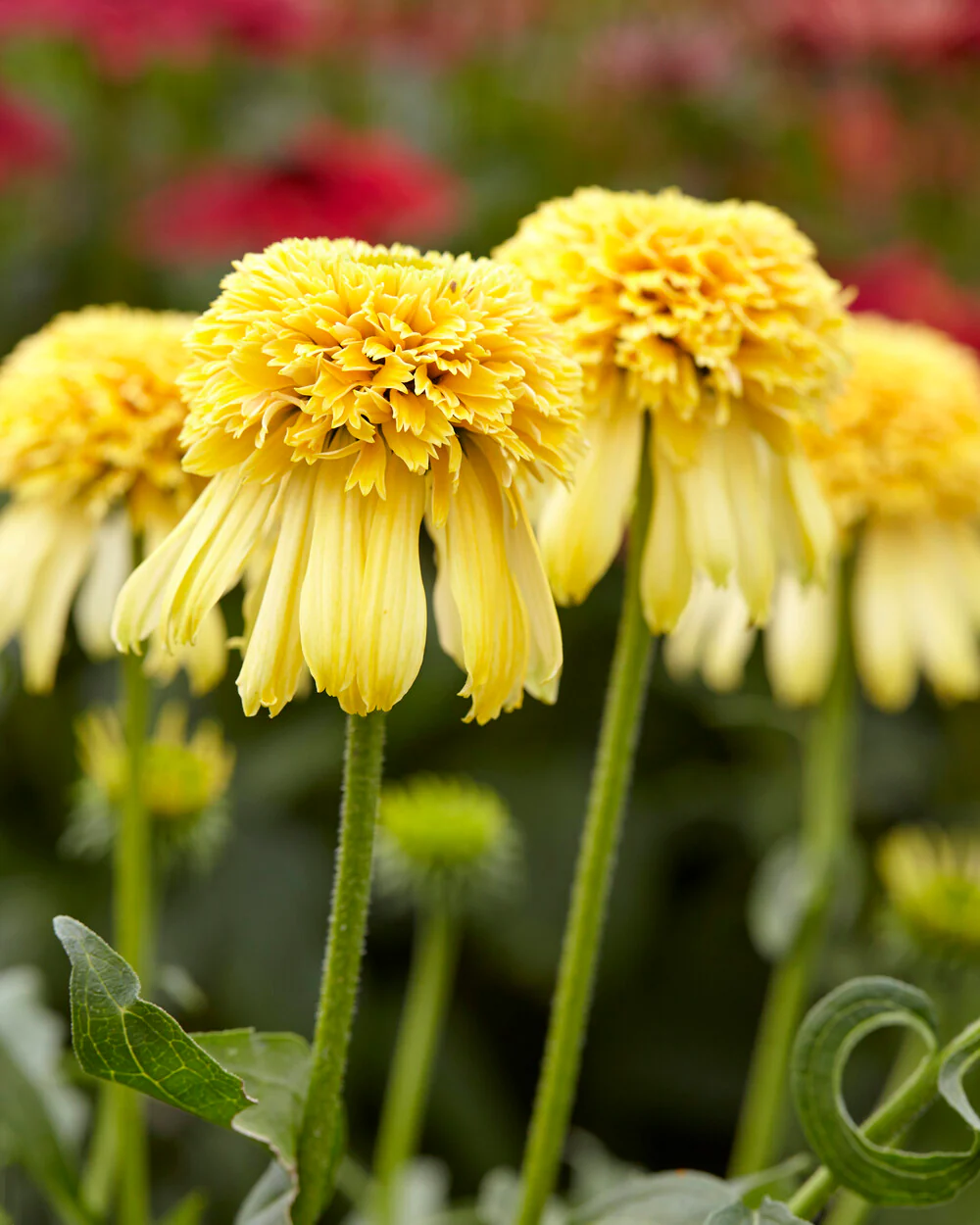Echinacea 'Lemon Drop' - Image 2
