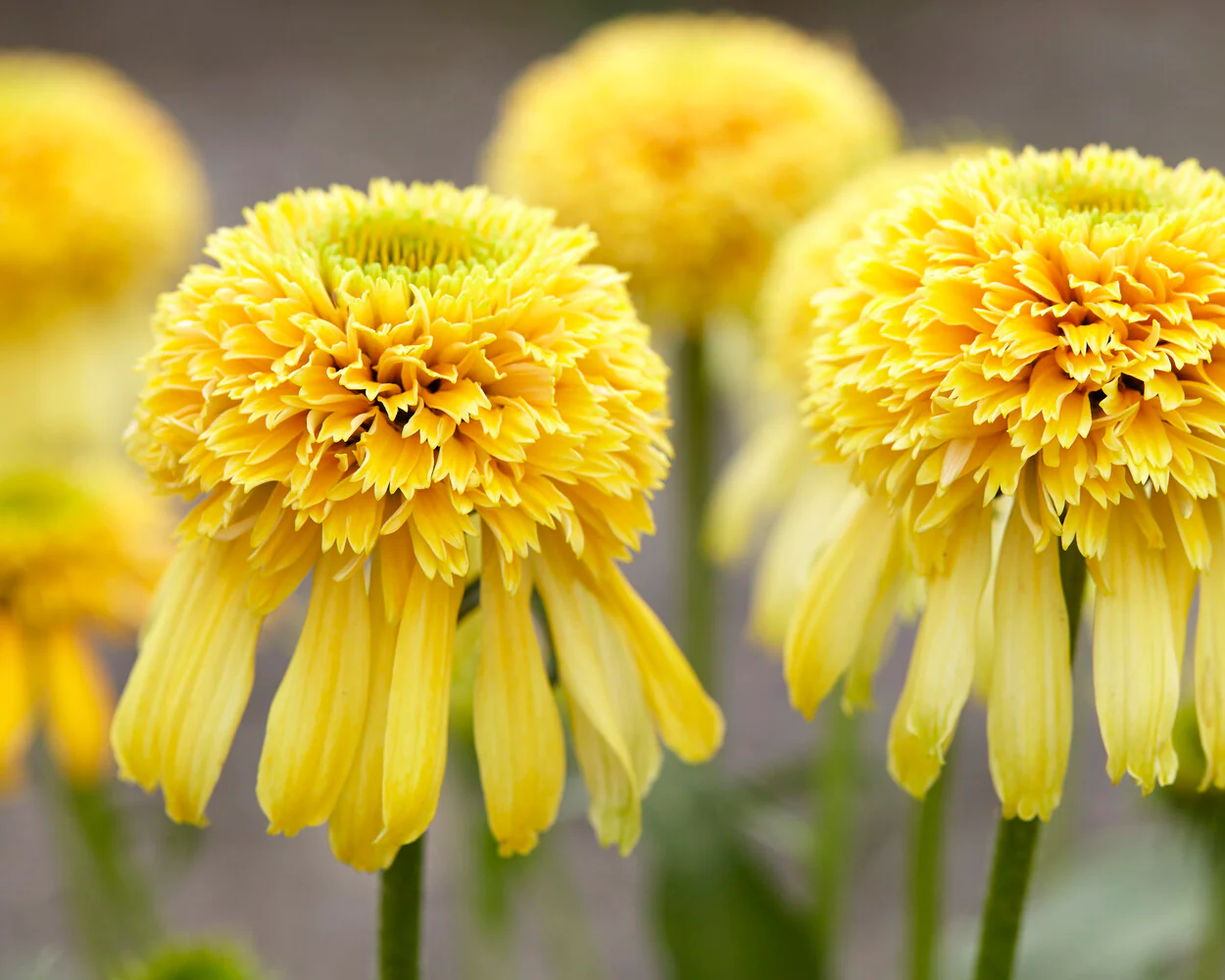 Echinacea 'Lemon Drop' - Image 3