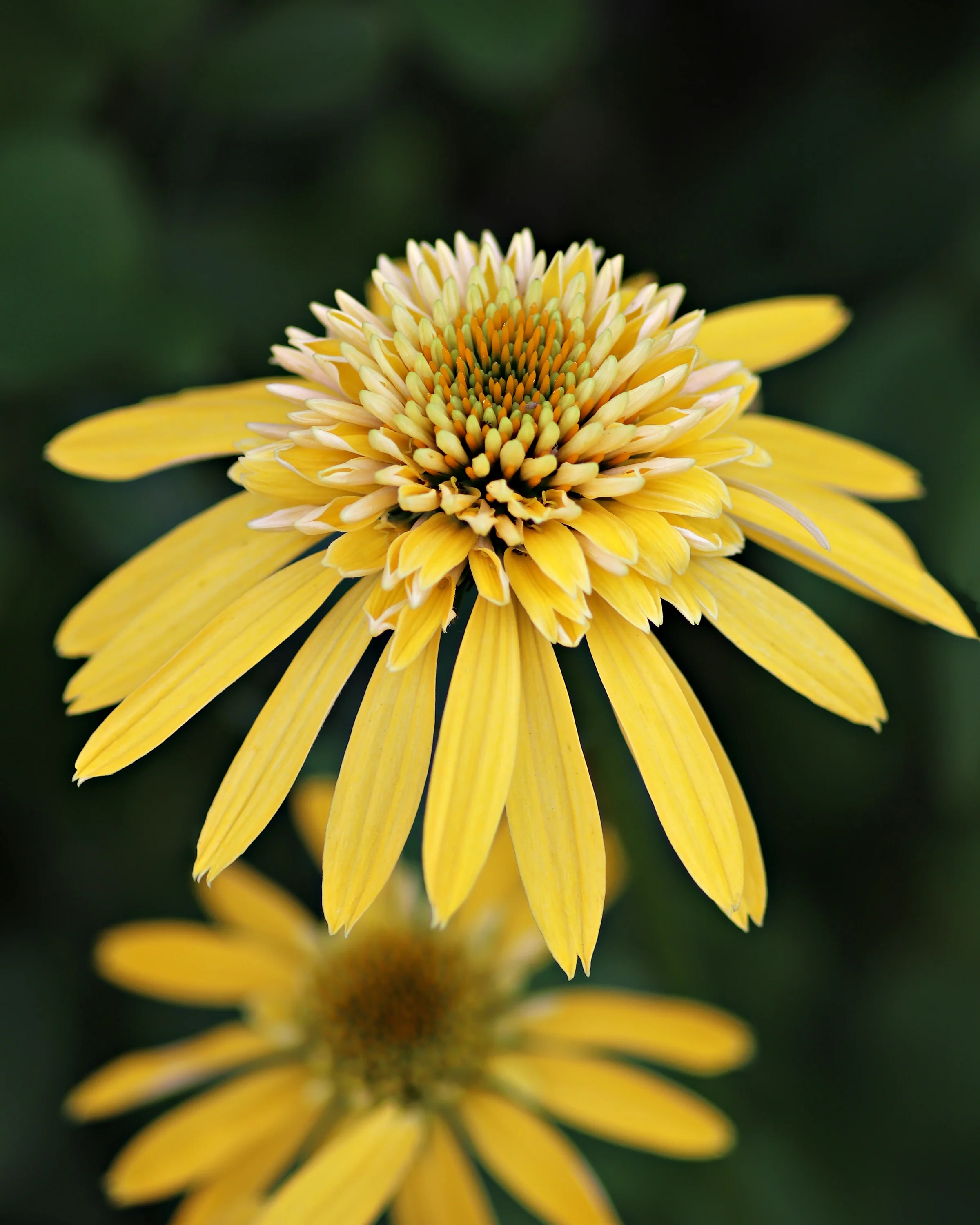 Echinacea 'Lemon Drop' - Image 5