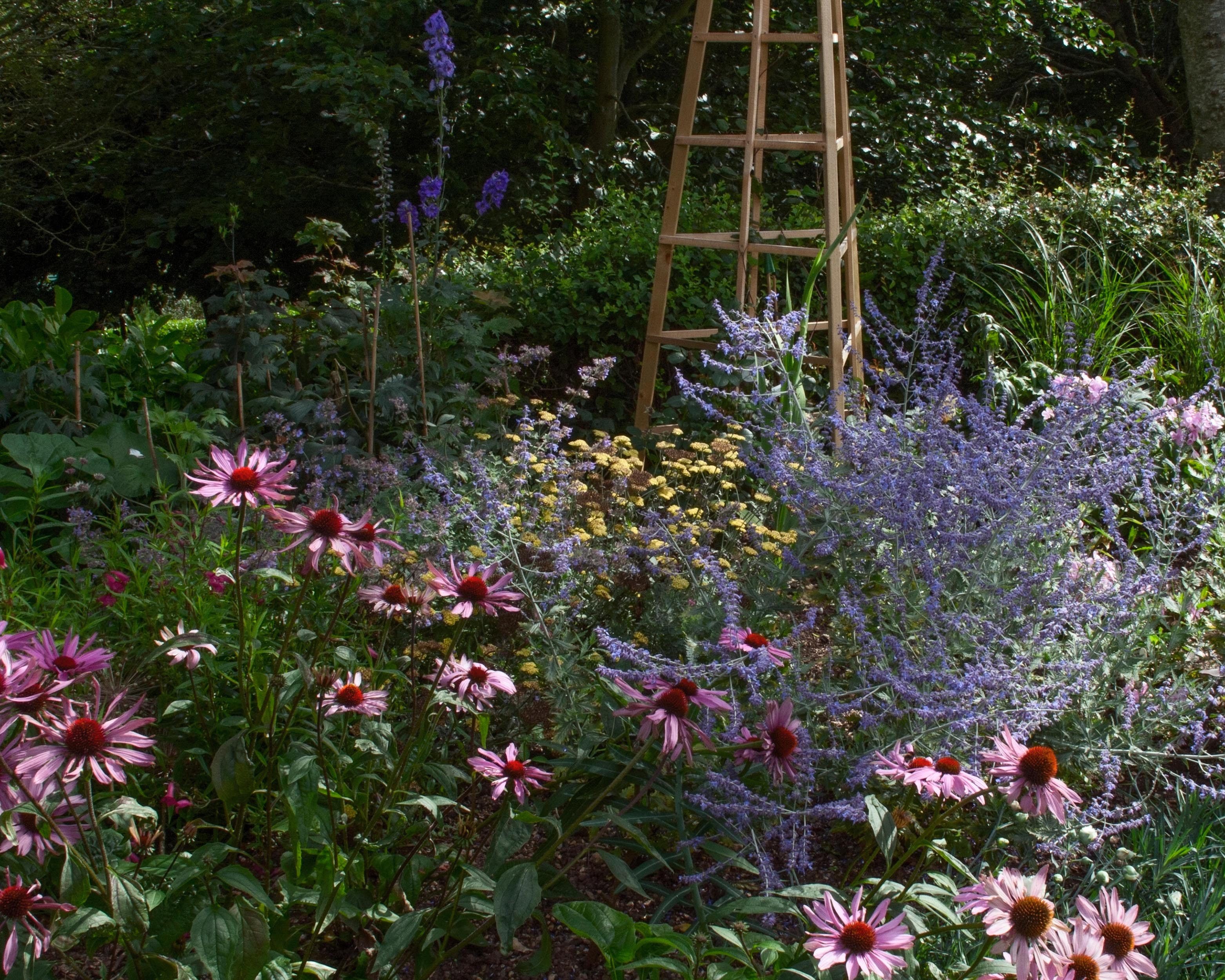 Echinacea 'Magnus' - Image 4