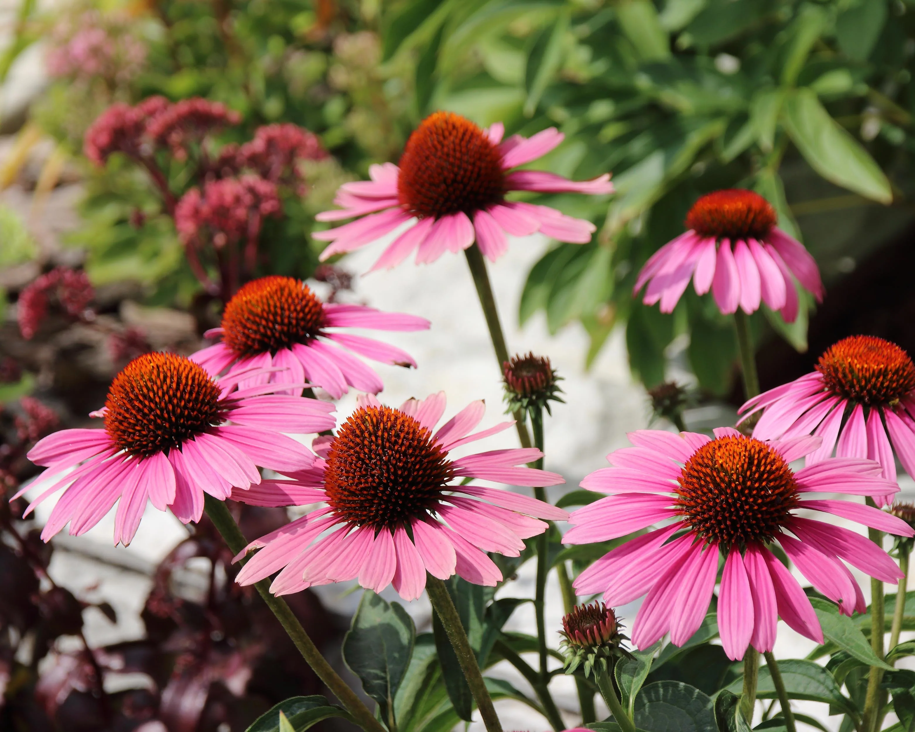 Echinacea 'Magnus' - Image 5