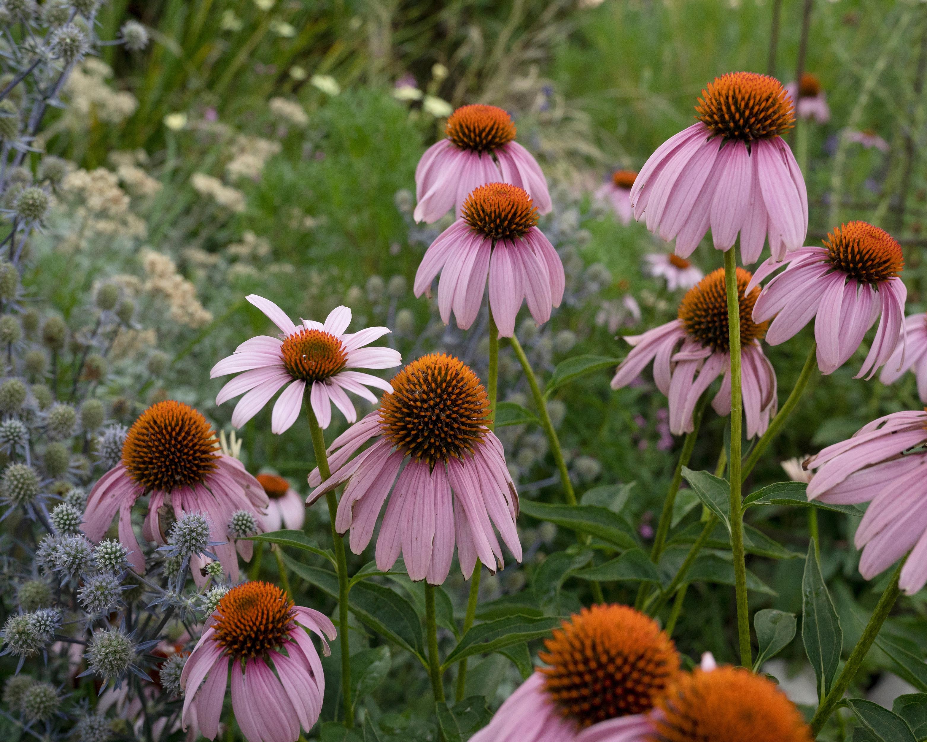 Echinacea 'Magnus' - Image 8