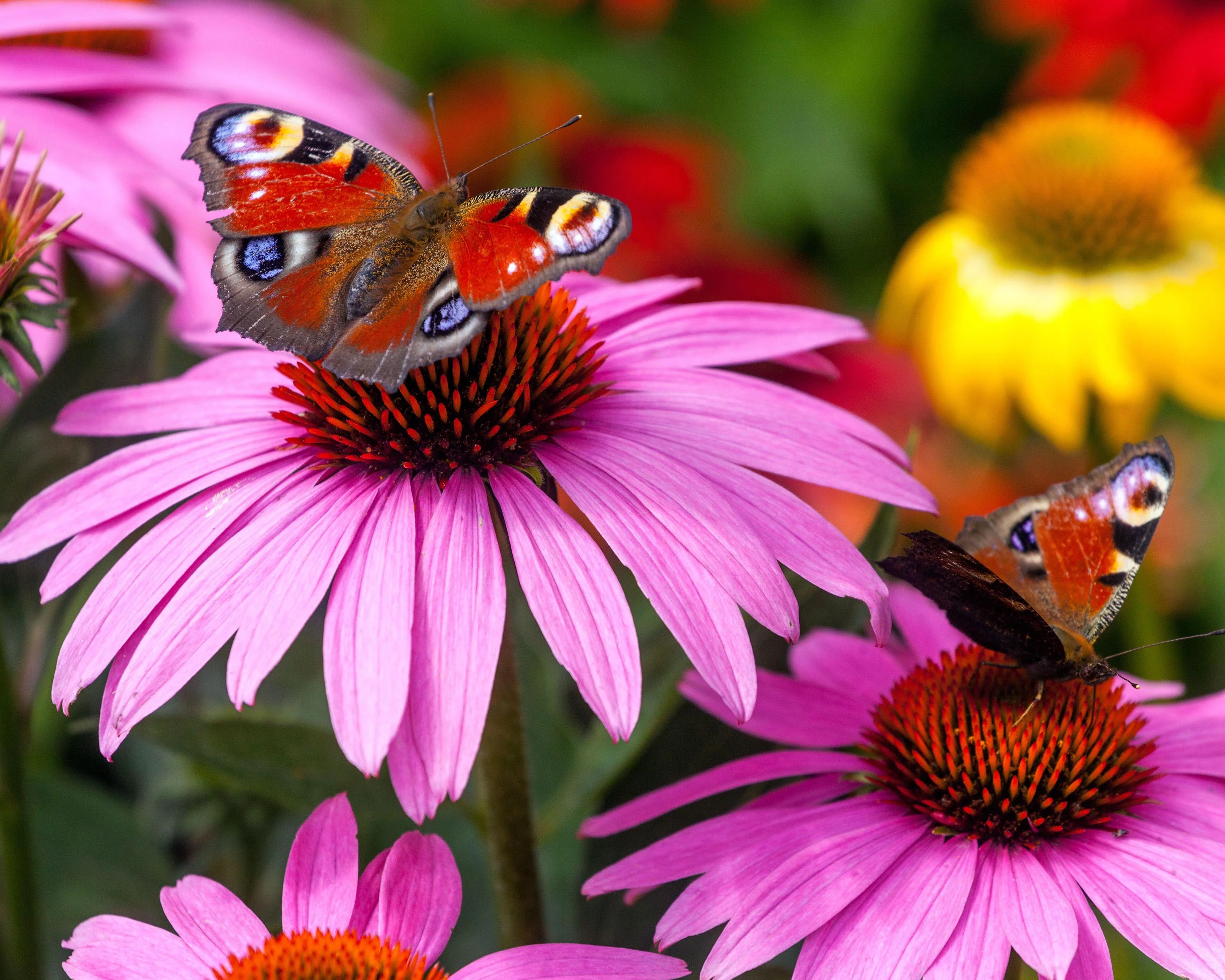 Echinacea 'Magnus' - Image 9