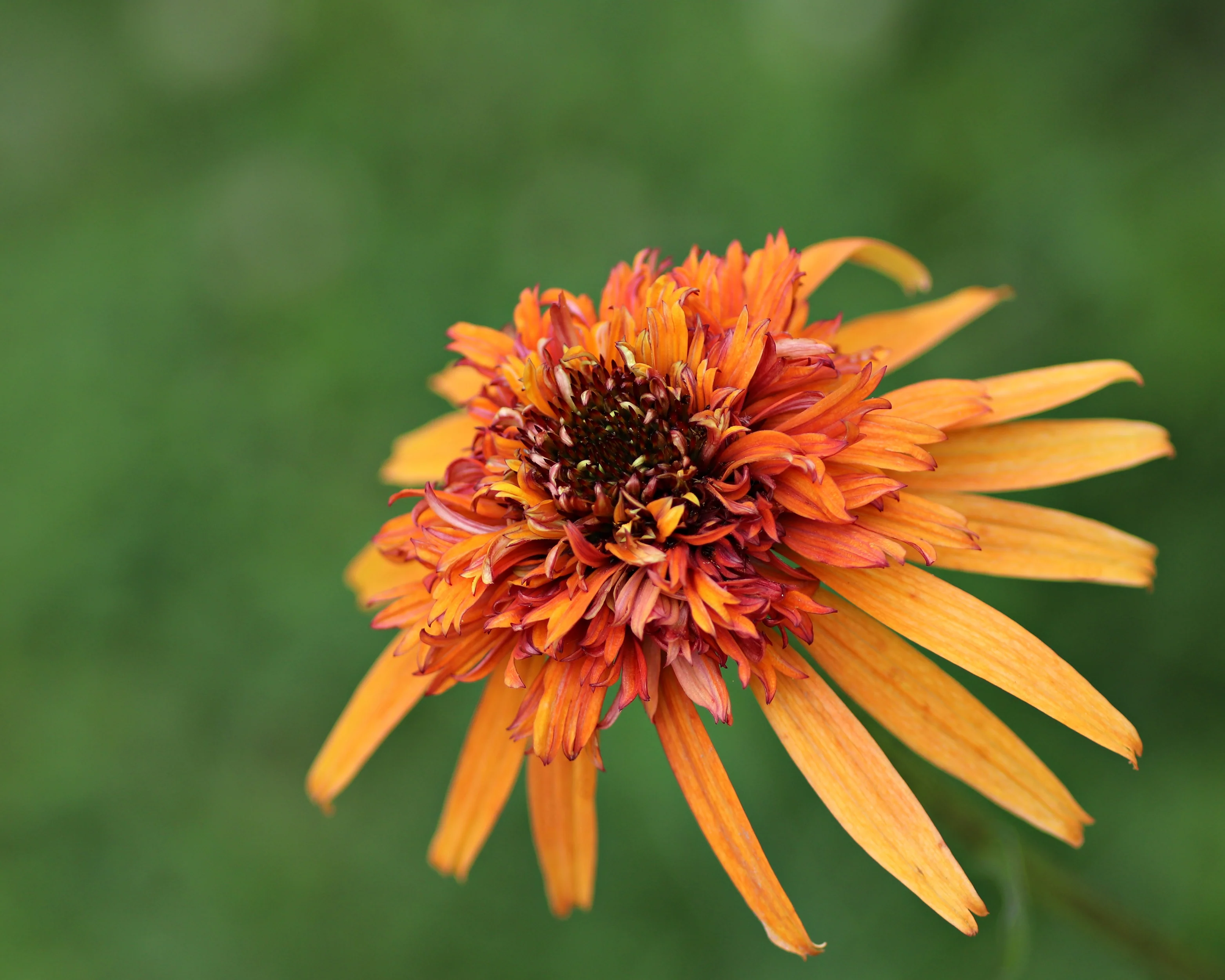 Echinacea 'Marmalade' - Image 4