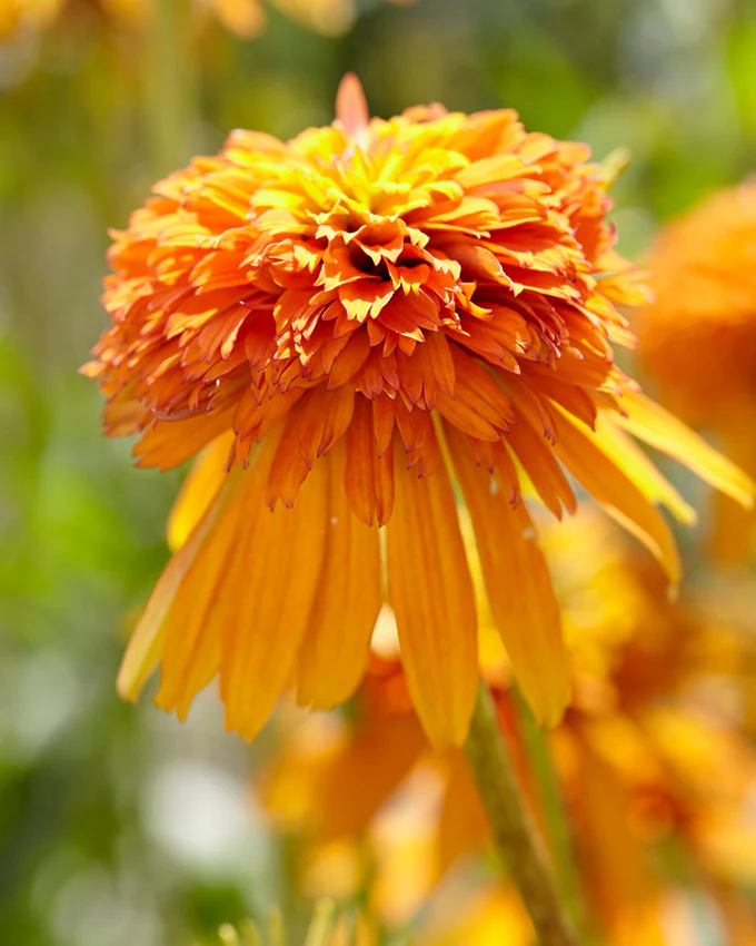 Echinacea 'Marmalade' - Image 5